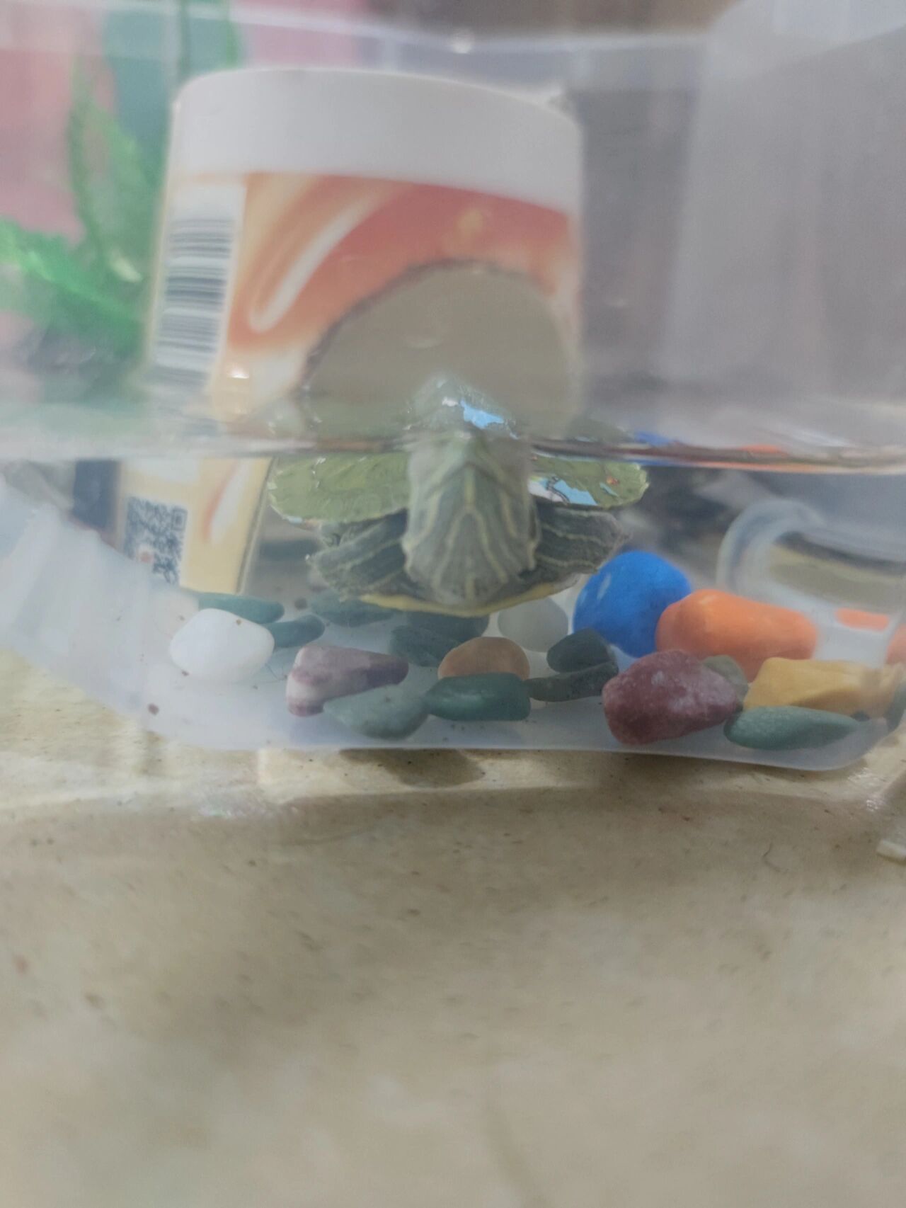 巴西龟一直不吃东西 怎么办啊 小巴西龟买来大概有半个月了,一直没吃