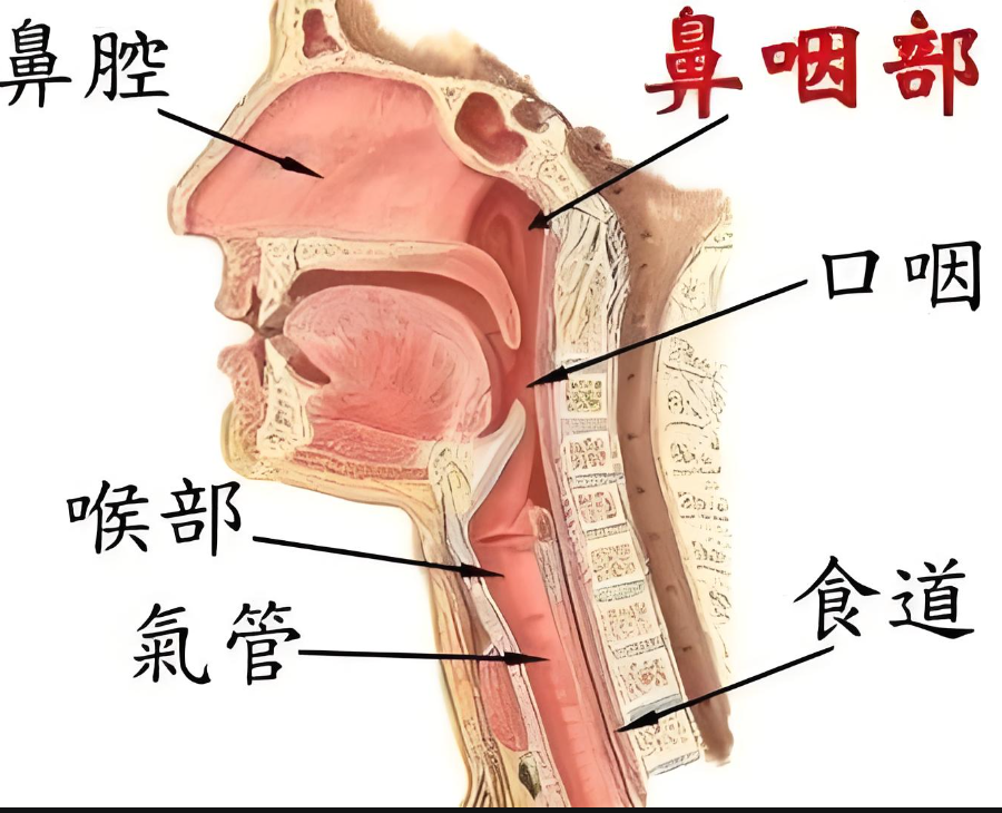 鼻腔和口腔连接的地方叫鼻咽部.它前面通鼻腔,下面接口咽部