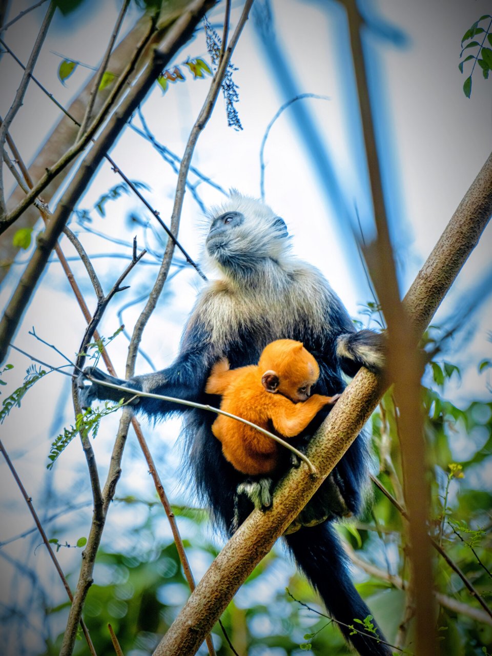 白头叶猴 黄色的白头叶猴幼崽好显眼