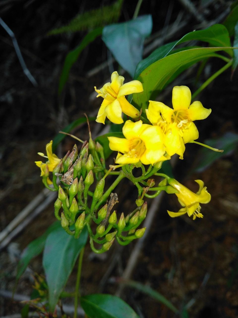 中药钩吻,别名:断肠草 《神农本草经》 味辛,温.