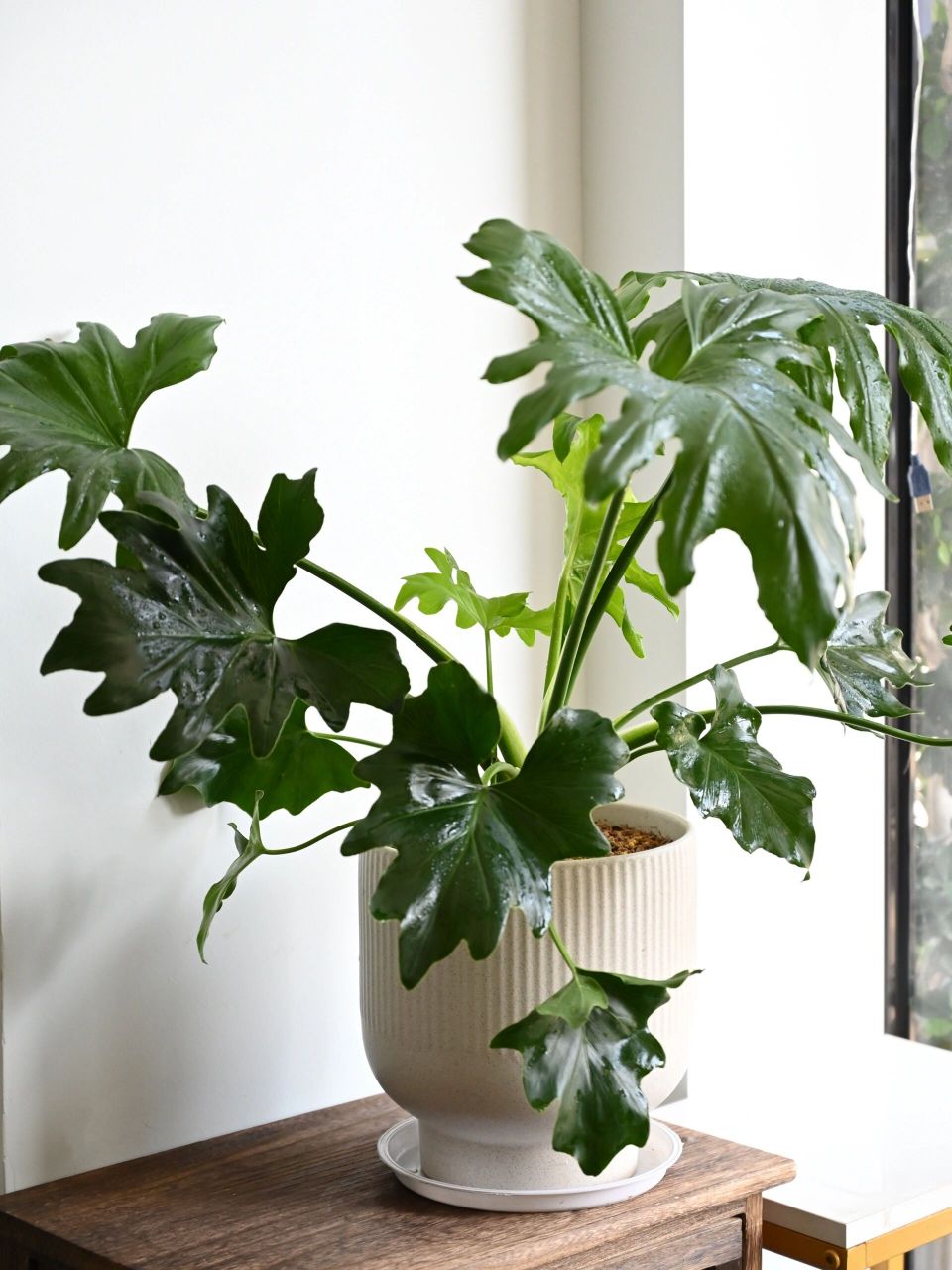 皮实好养的植物:春雨/春羽 98植物分享:春雨/春羽 95寓意:充满