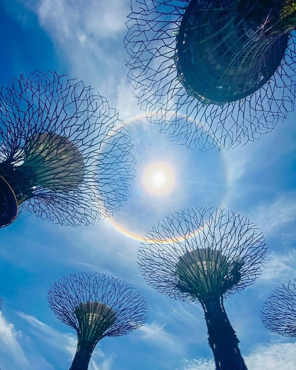 新加坡滨海湾花园携擎天树与你say hi!