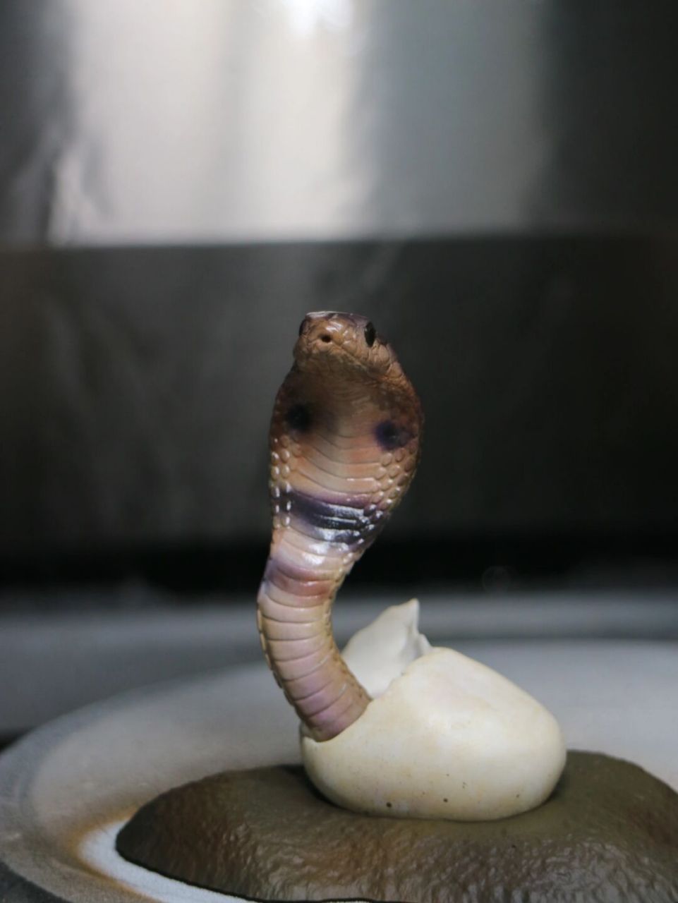 高颜值眼镜蛇手办 两年前帮朋友涂的小眼镜蛇,刚出壳,多嫩啊肉肉的,想