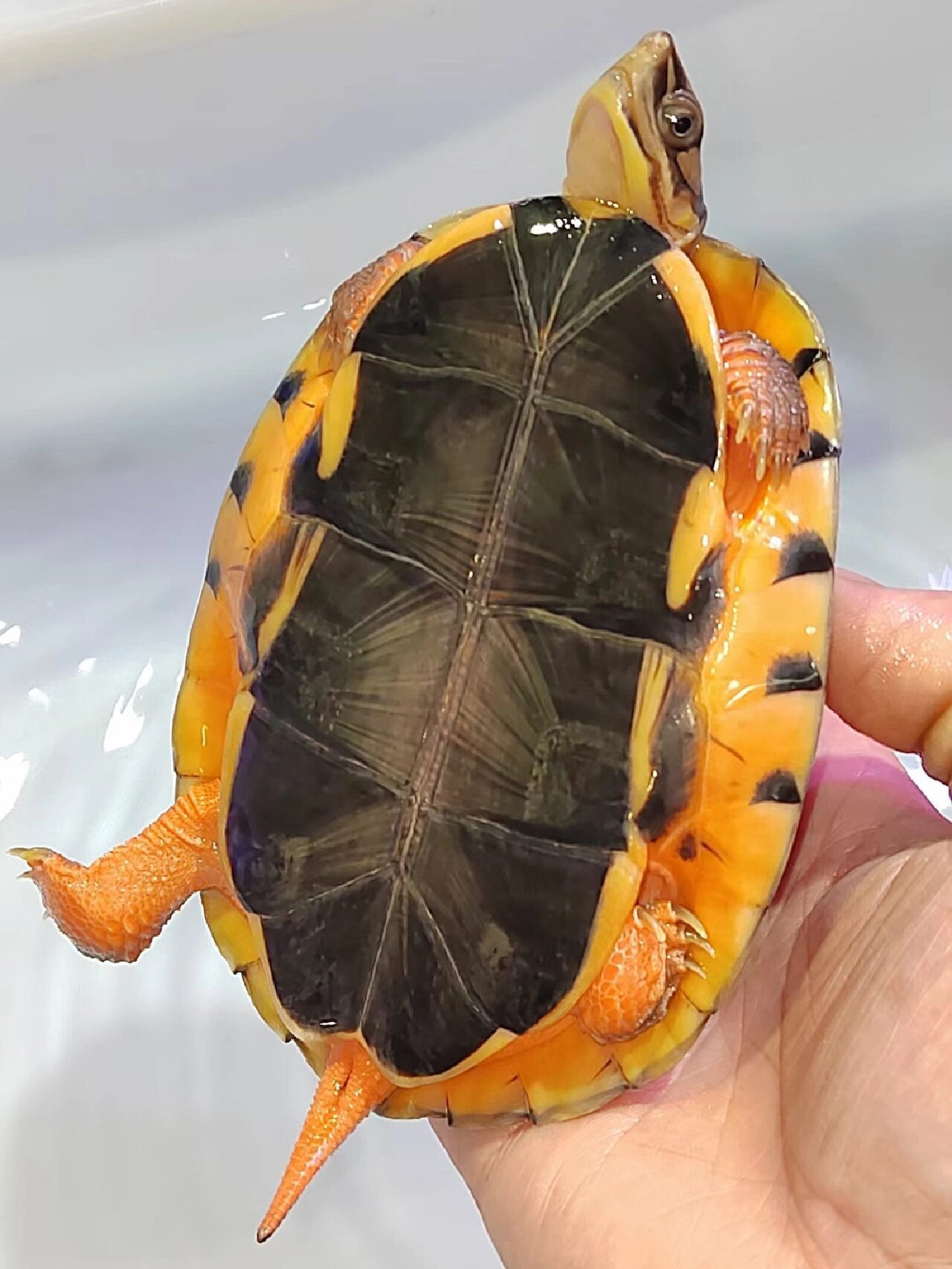 金钱龟 金钱龟也分几个种类,分别为越南种,海南种,广东种,主要是通过