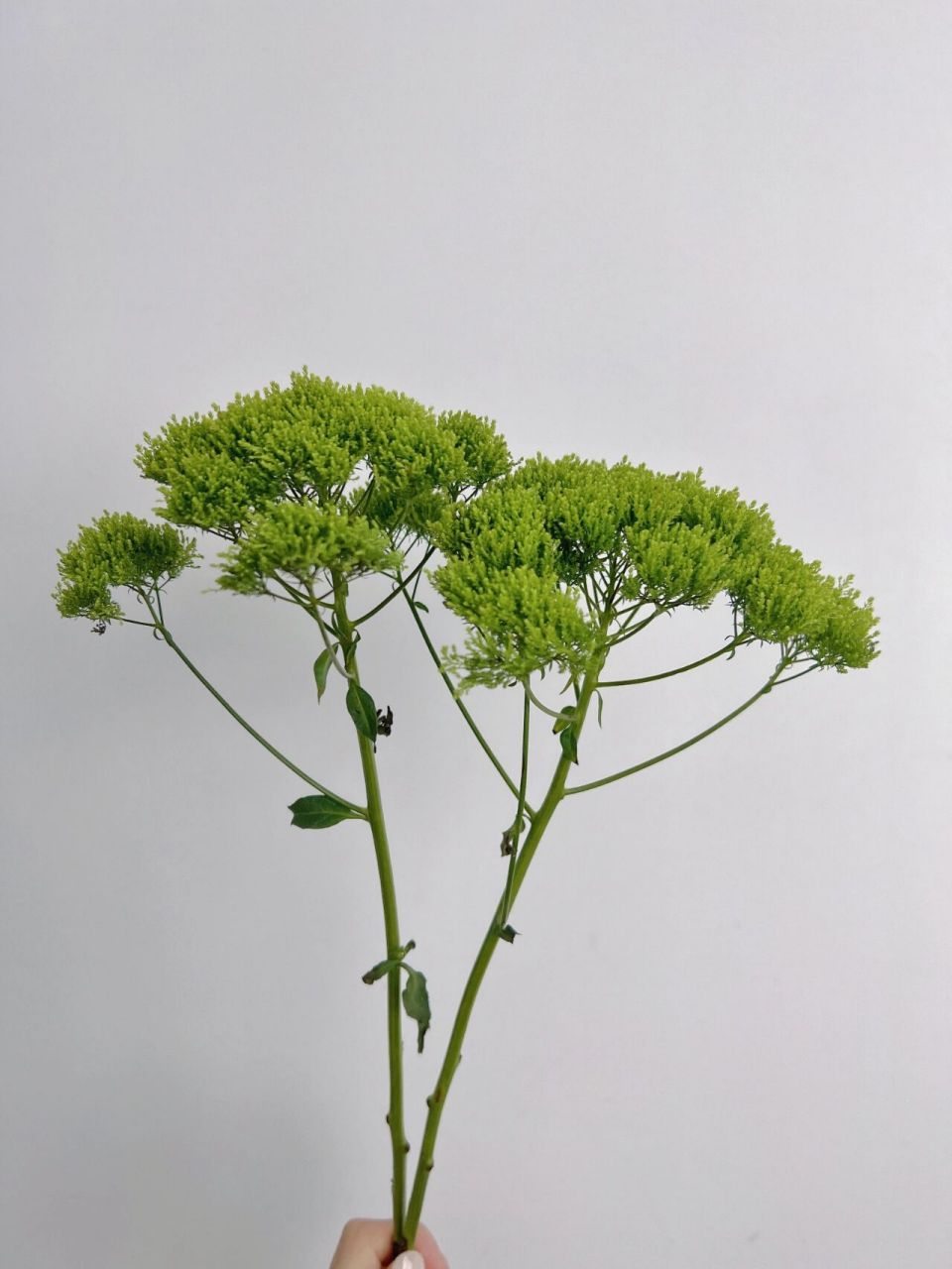 day147 每日一花 | 夕雾草 长得像西兰花的一款小众花材,花型呈散状