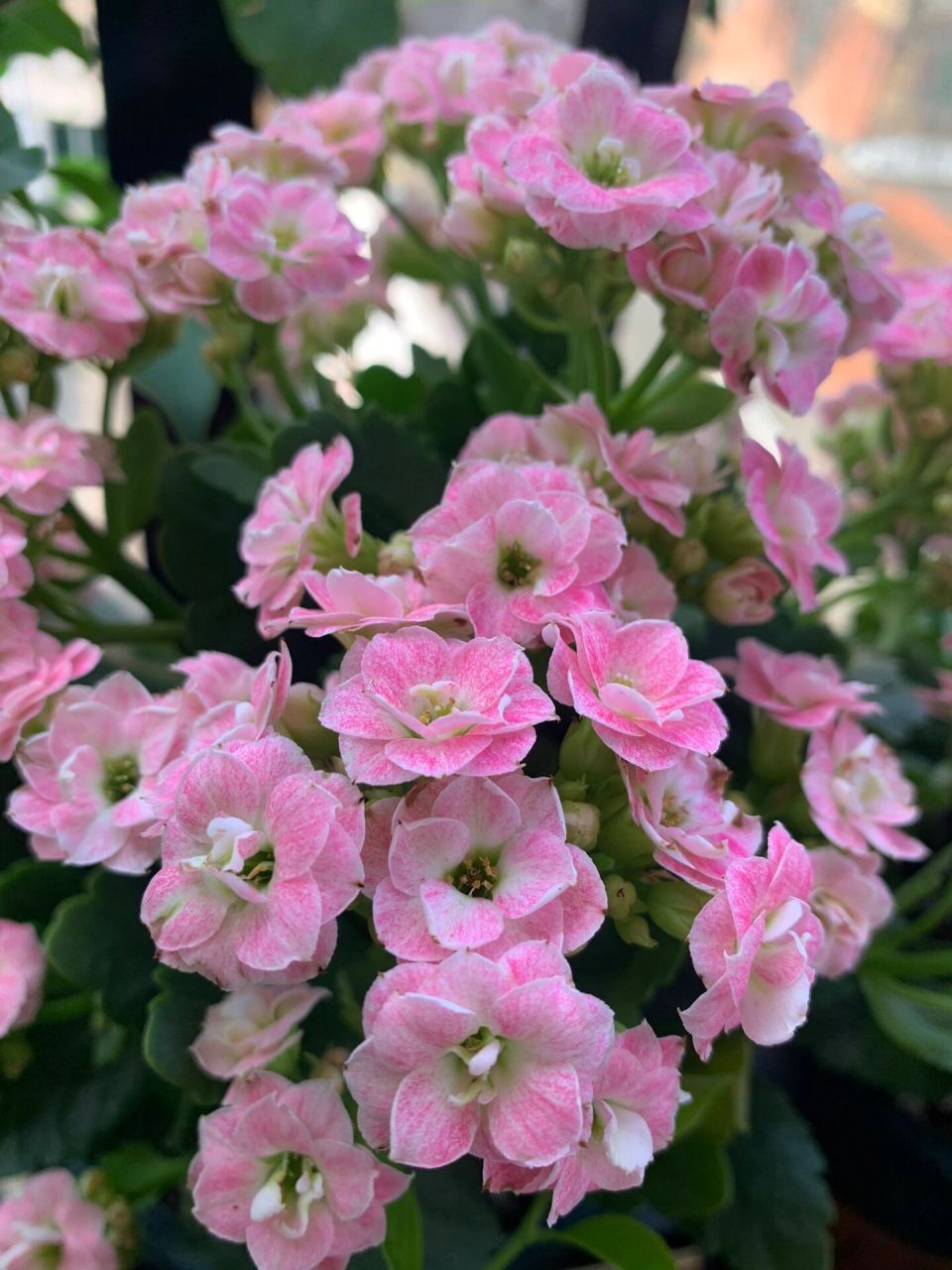 长寿花#美人醉(克拉拉)#梅布尔 这段时间都是阴雨天气,美人醉缺了阳光