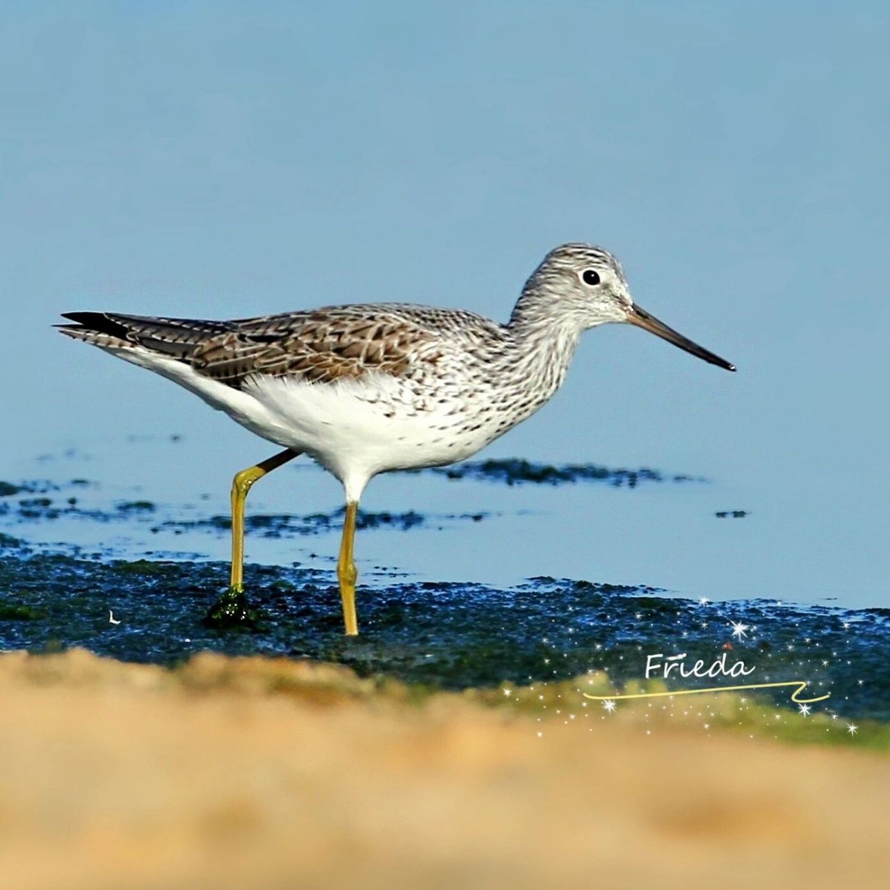 青脚鹬富于变化的笛声有种令人惊奇的能能力,它在任