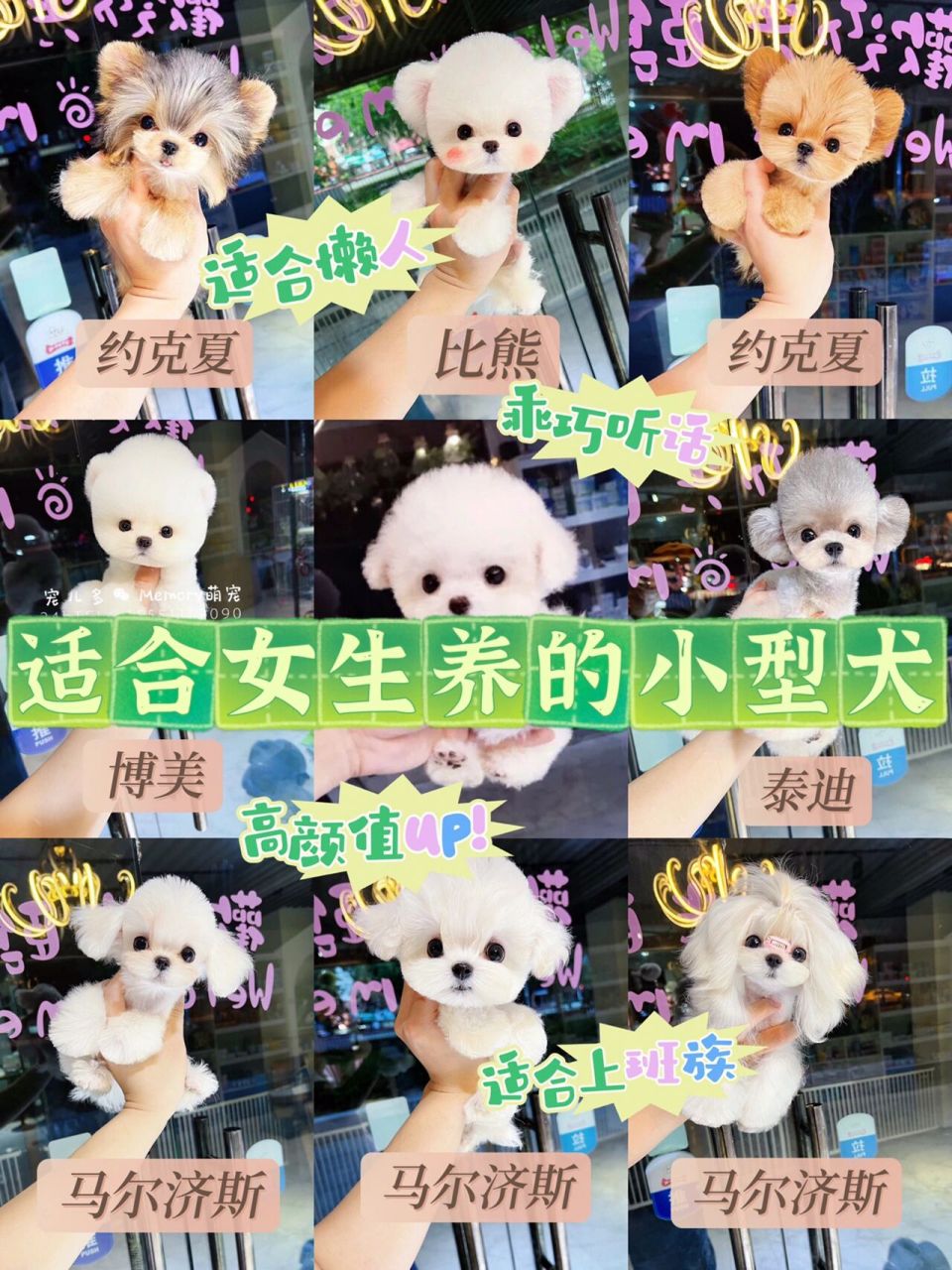 适合女生/懒人/上班族养的小型犬96赶快收 随着生活压力和生活成本