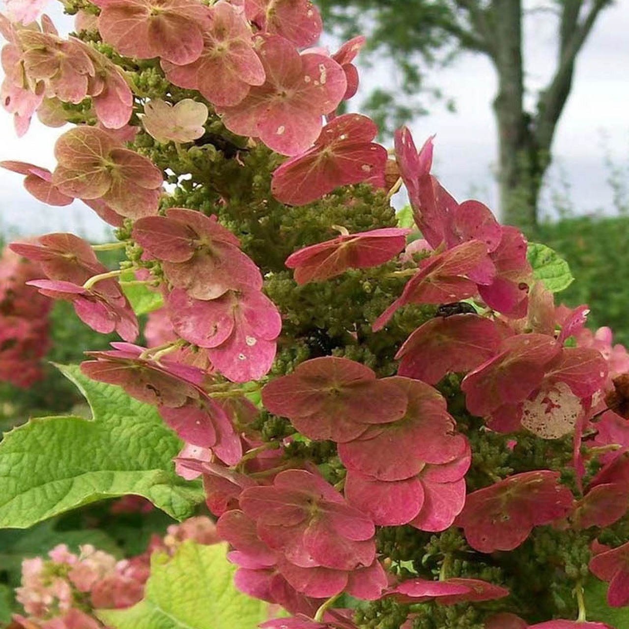 栎叶绣球红宝石拖鞋 红宝石拖鞋是一款紧凑的栎叶绣球,拥有耐寒-25℃,