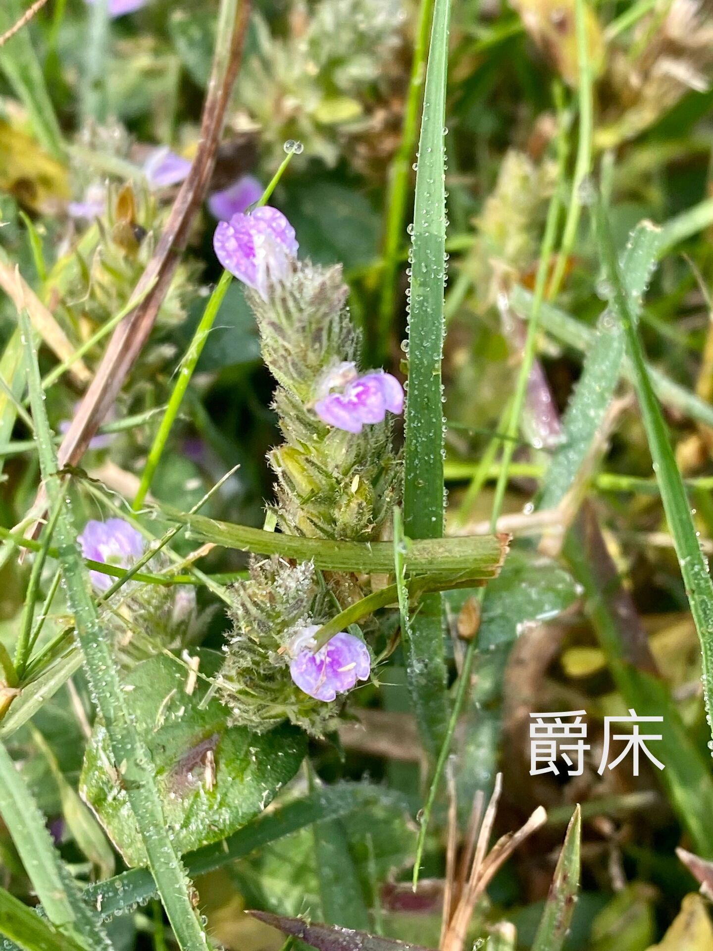 爵床叶花语图片