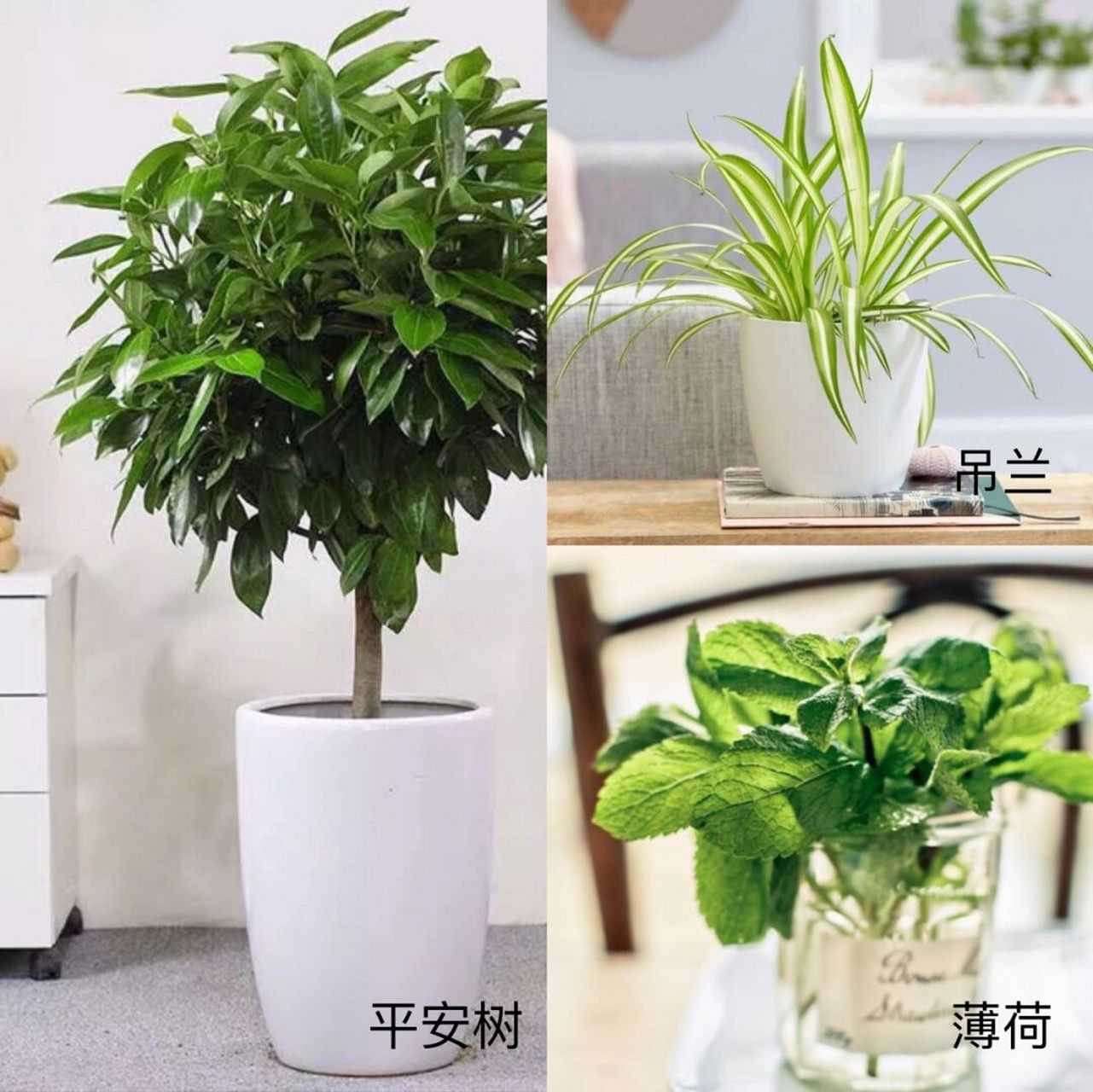 这里就为你介绍一下有哪些植物可以在卫生间除味?
