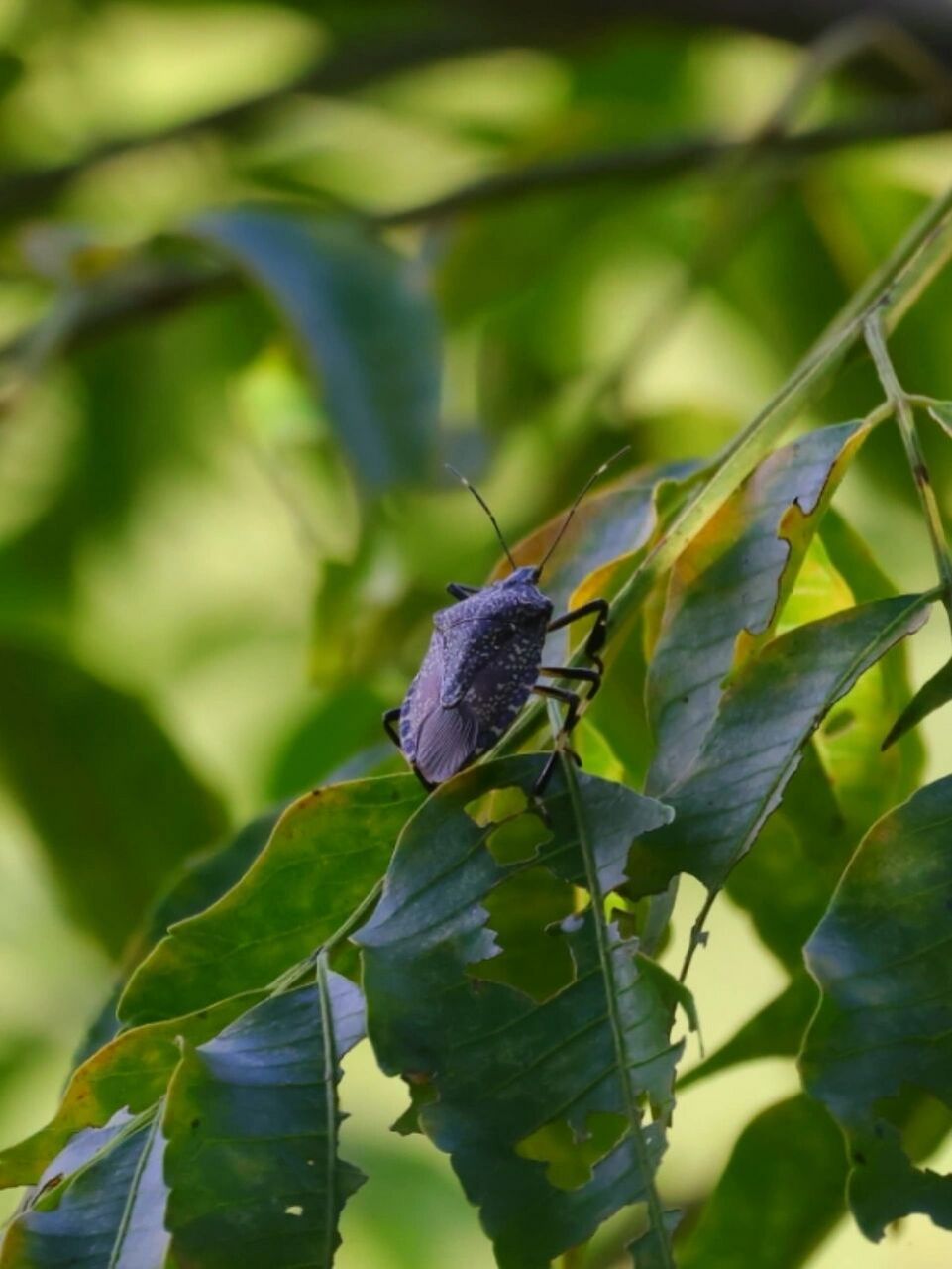 夏日昆虫|麻皮蝽 麻皮蝽属于半翅目,蝽科的一种昆虫.