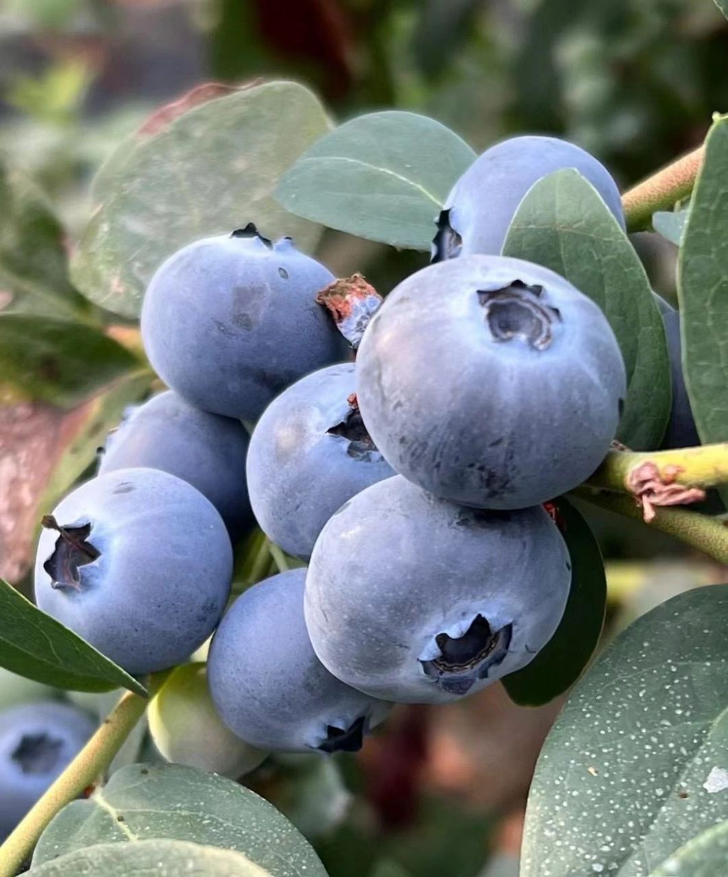 08优瑞卡蓝莓 蓝莓08季节开始 优瑞卡是目前最好的蓝莓品种 品质