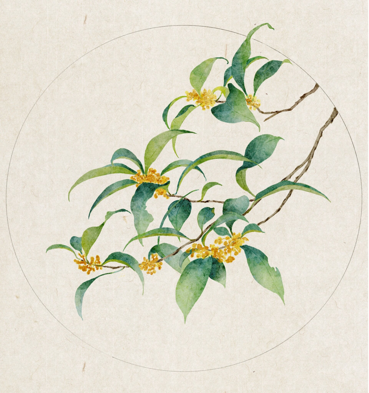 古风植物花卉练习11/20 桂花 图片参考自