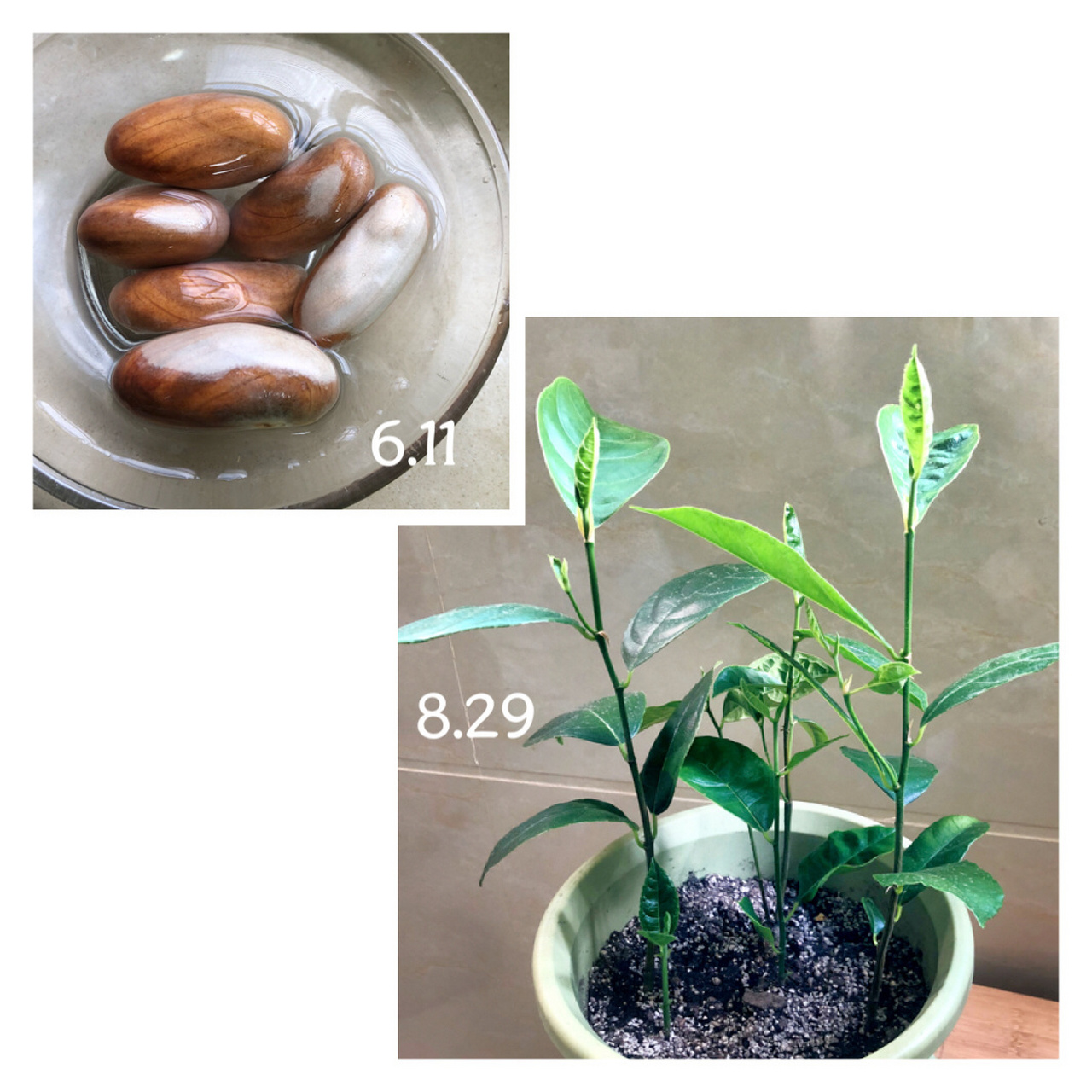 用吃剩的菠萝蜜核 种成盆栽啦～ 菠萝蜜的核放在浅口容器里,每天换水