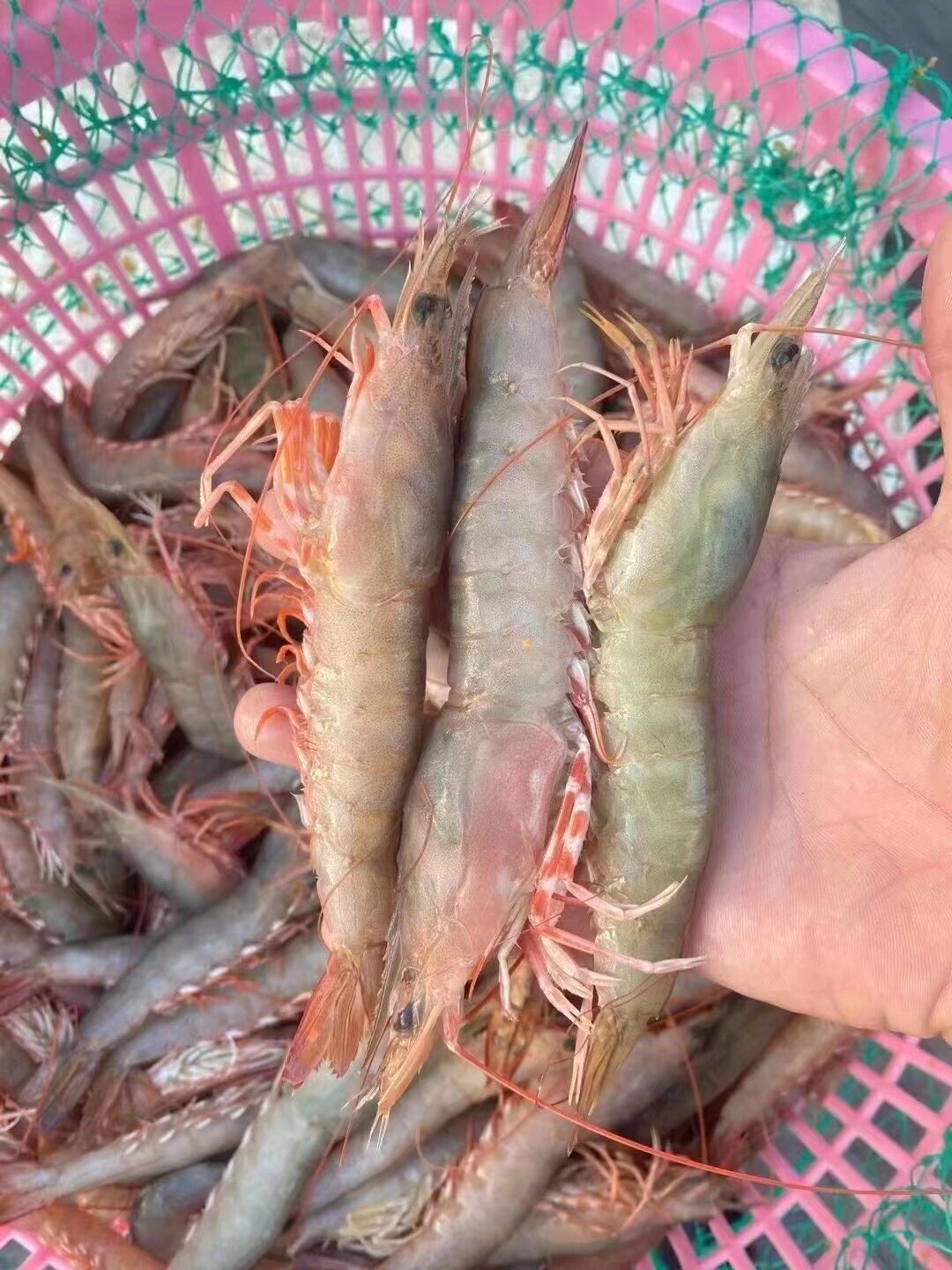 纯正海虾的代表,野生大沙卢虾.