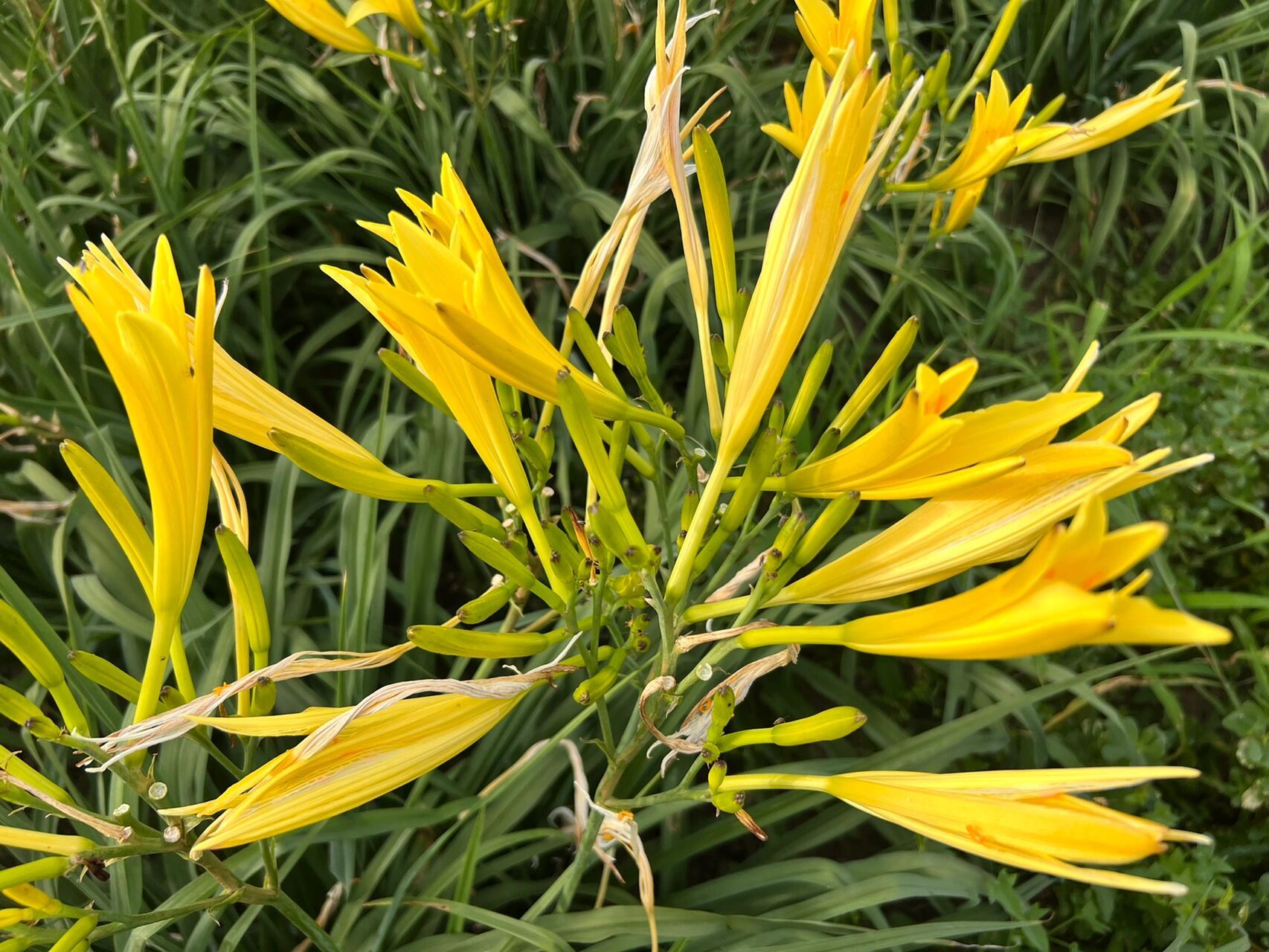 黄花菜～～别名金针菜,萱草 黄花菜,又叫萱草,干制了称为金针菜,百合