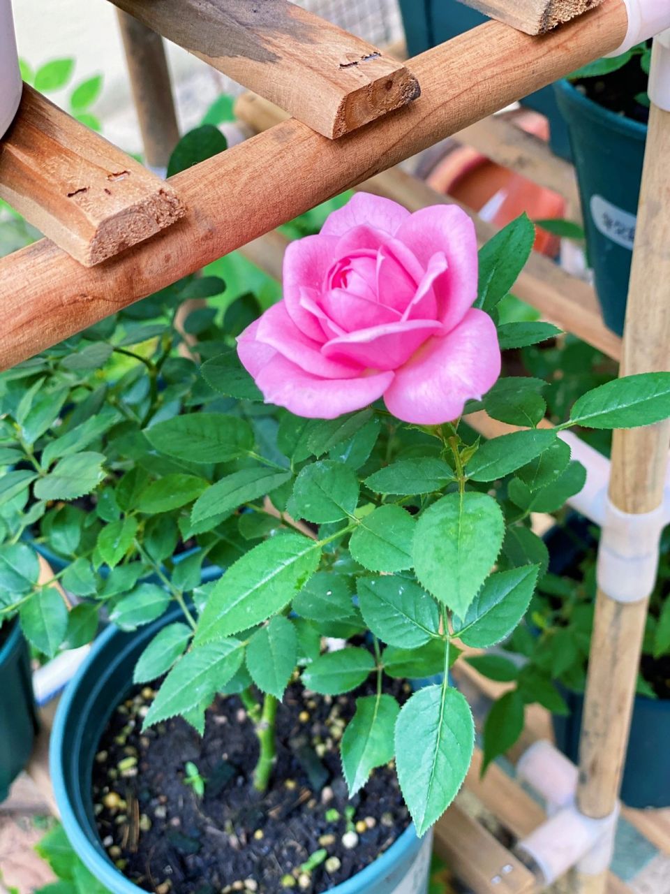 微型月季|品种:淑女 小阳台盛开的一只独苗,一朵朵地复花95