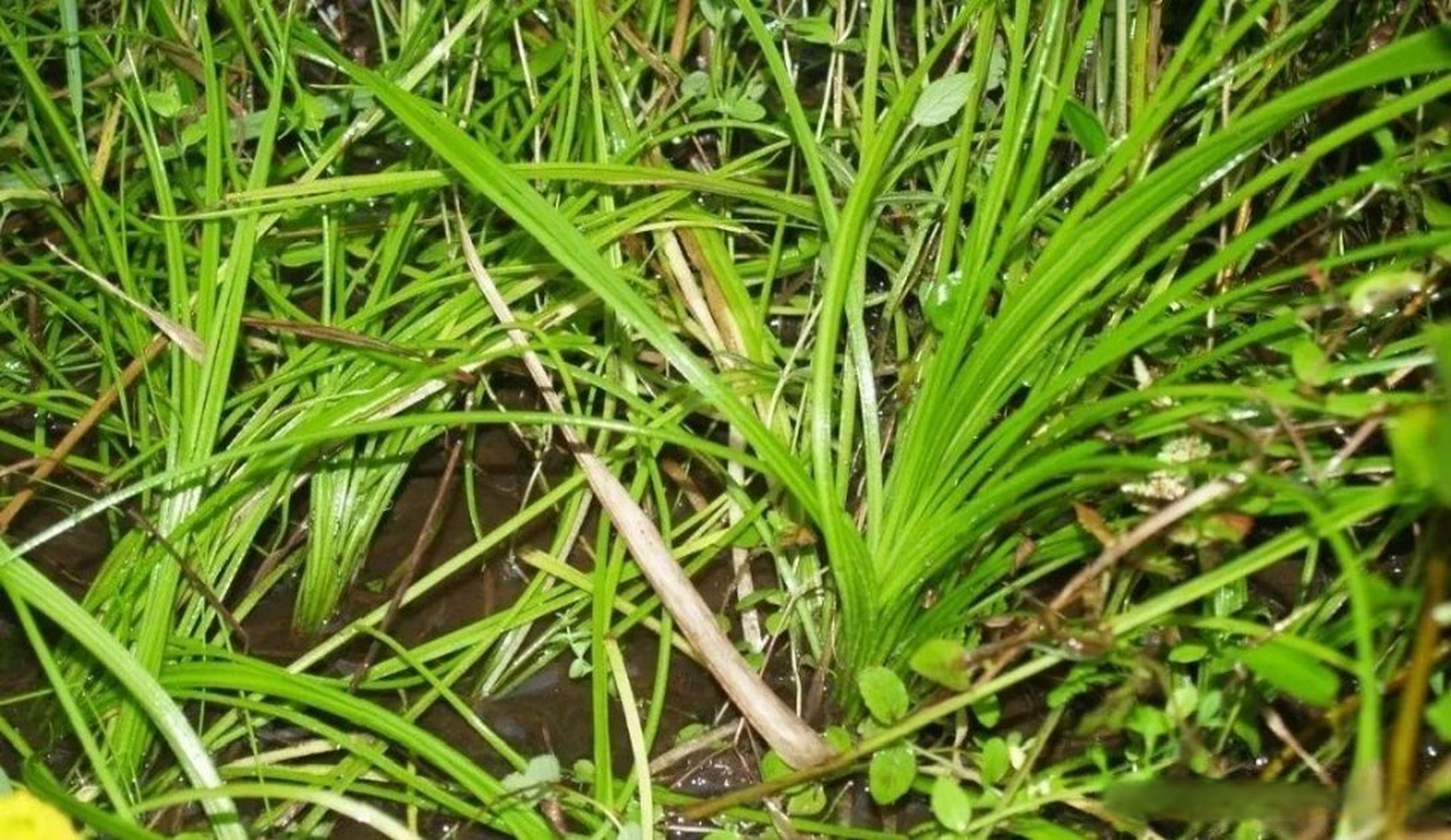 滨职科普# 叮～今日科普已送达啦,快来看看吧,我们来学习"中华水韭".