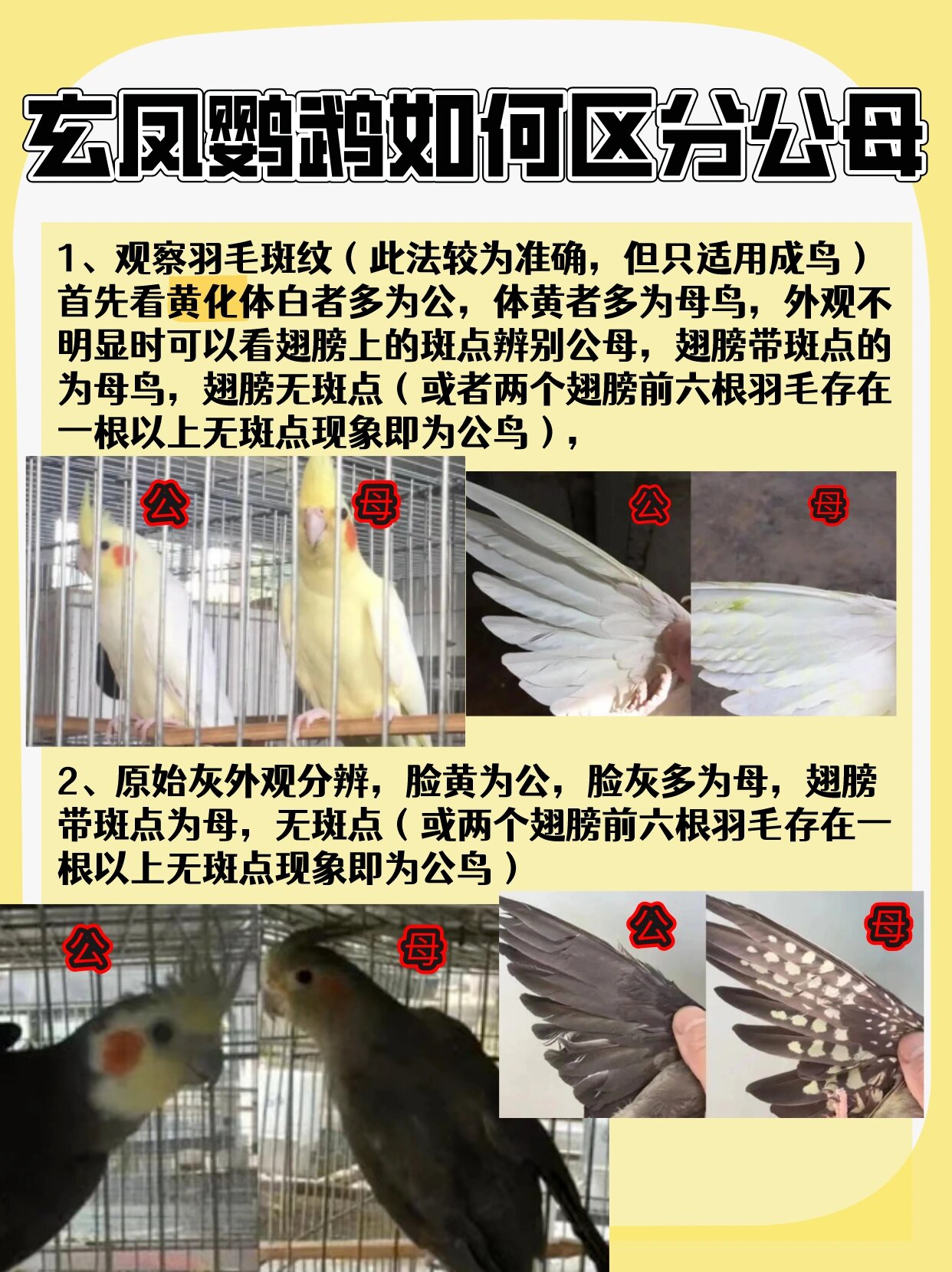 鹦鹉如何区分公母(玄凤,牡丹,虎皮)
