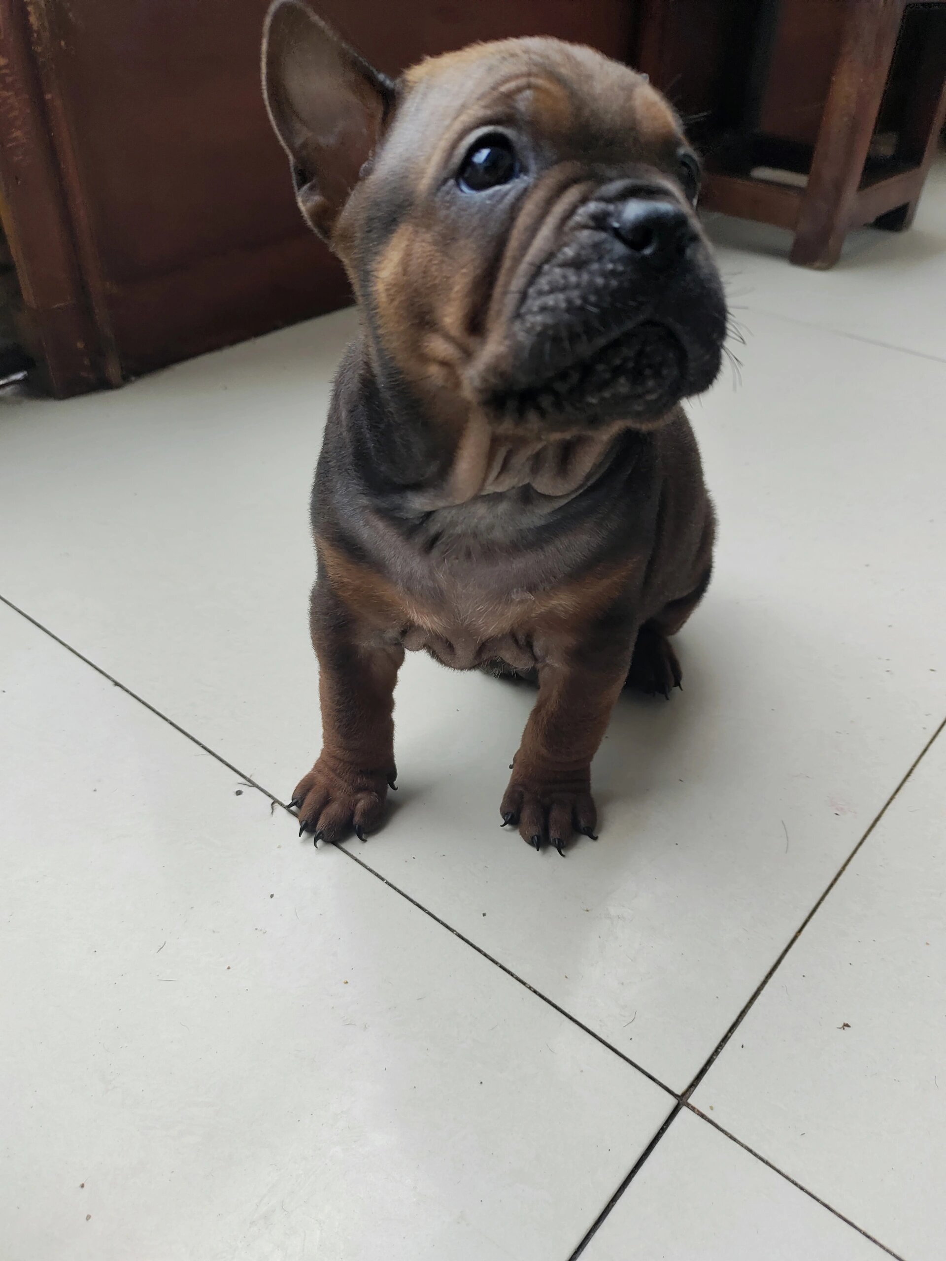 川东猎犬