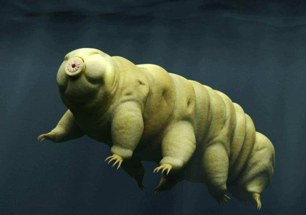 今天和大家科普一种很神奇的动物,它的名字叫作水熊,也叫水熊虫