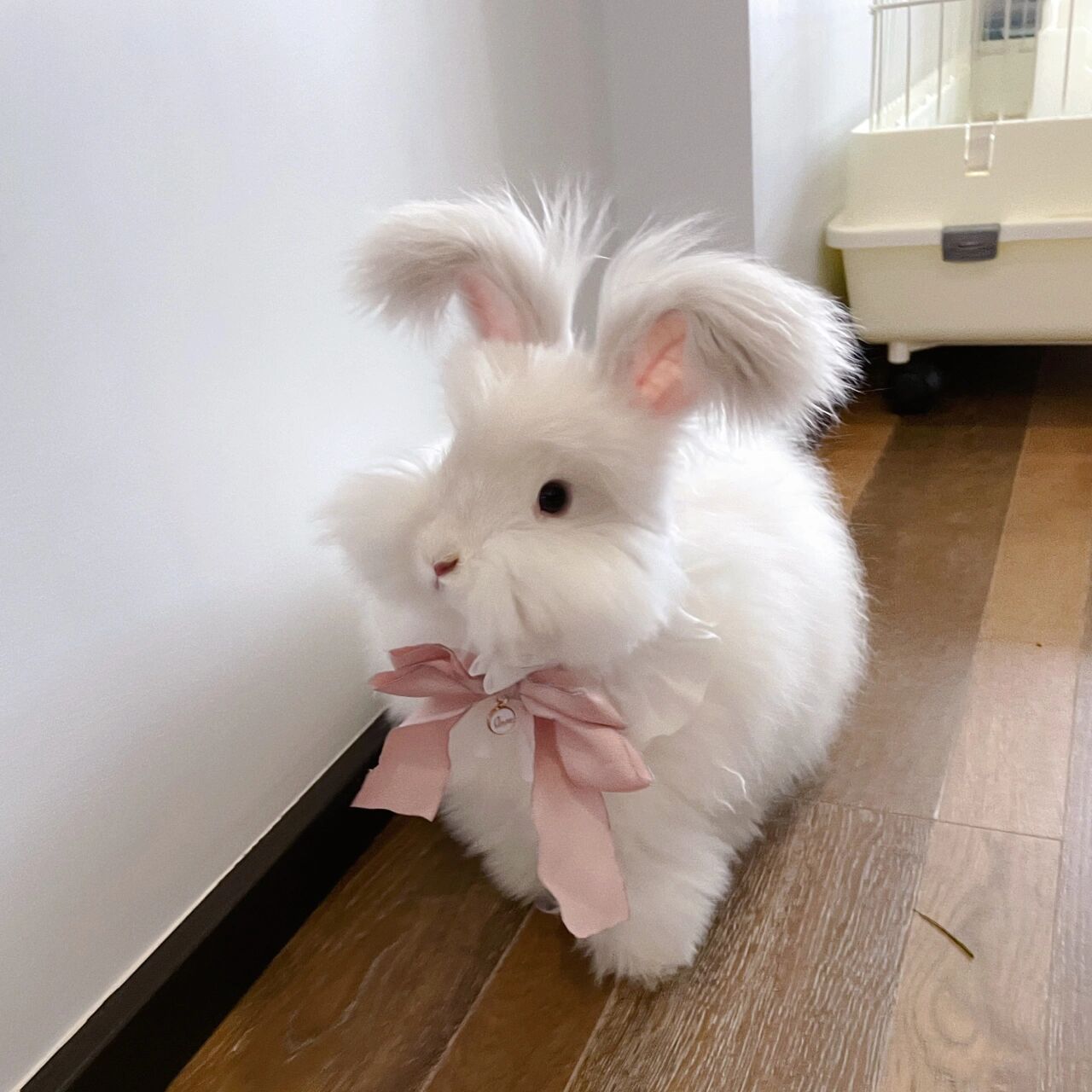 稀有色霜白色英系安哥拉兔 反馈来了四个多月的嘻滋滋3.88斤了.