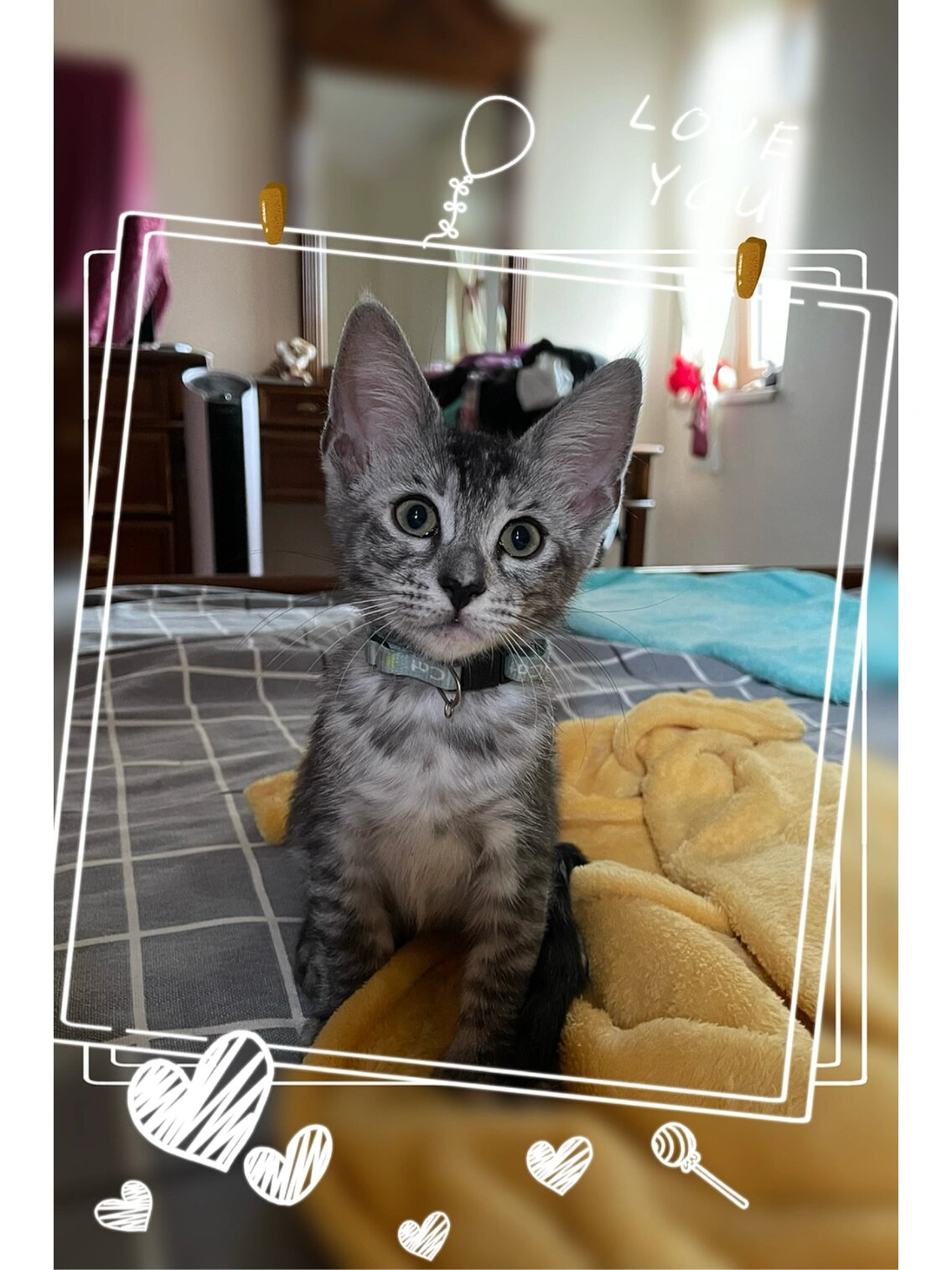 孟加拉豹猫和缅因猫的混血宝宝    爸爸是漂亮的奶油色缅因猫,妈妈是