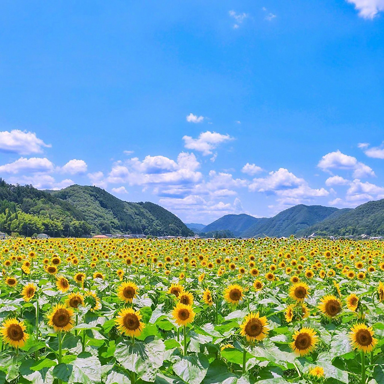 沐浴盛夏阳光的向日葵979797#向日葵# #摄影美图分享#   (via.