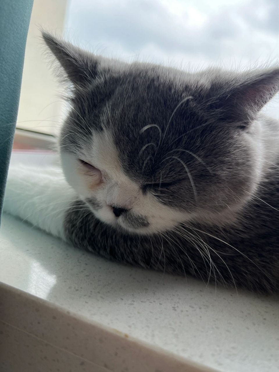 猫咪眼睛发炎 红褐色眼屎处理 今天是接回六月的第9天  5个月22天的小