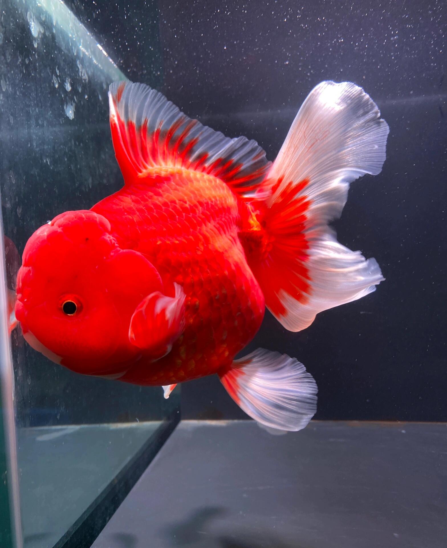 可爱的泰狮金鱼 元宝狮和泰狮 不同的美 元宝狮有