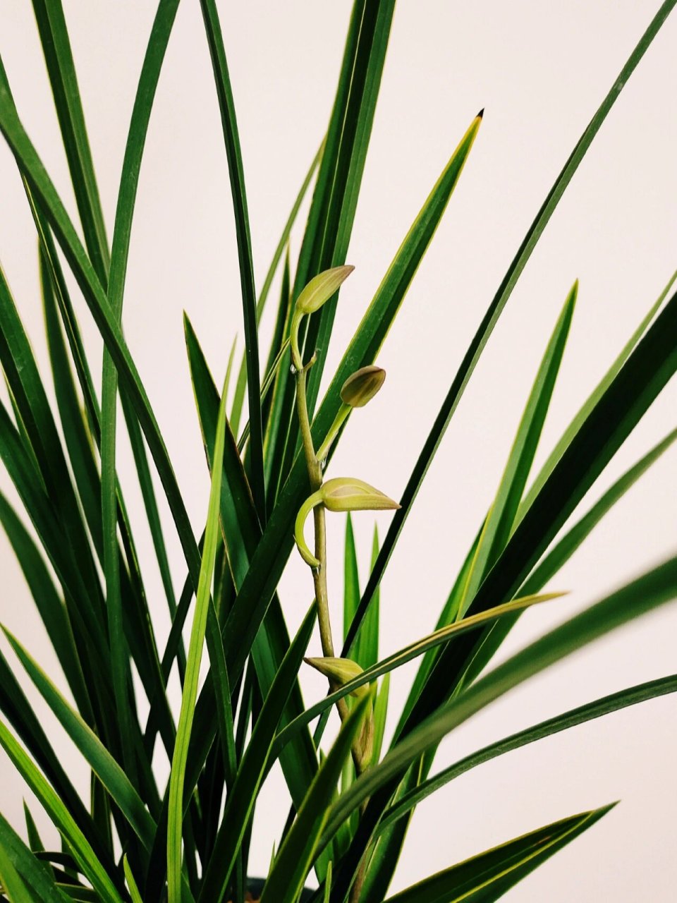 建兰"金针" 叶子挺拔坚硬,有金边,花有淡淡的清香,阳光下会浓一些