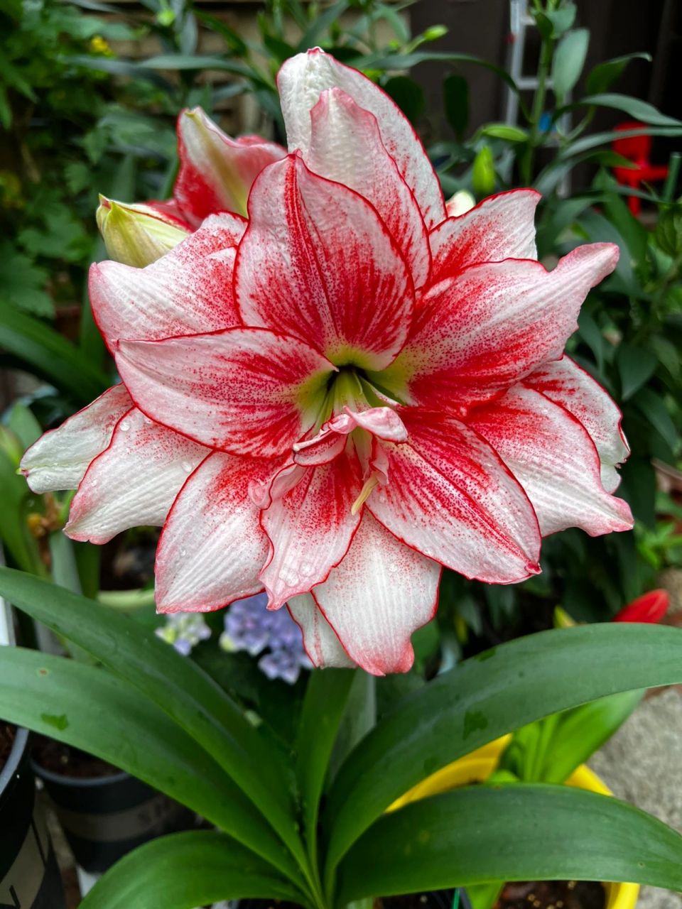 精灵朱顶红 我真的觉得精灵开品和鬼魅很像 只有我一个人这样觉得吗 !