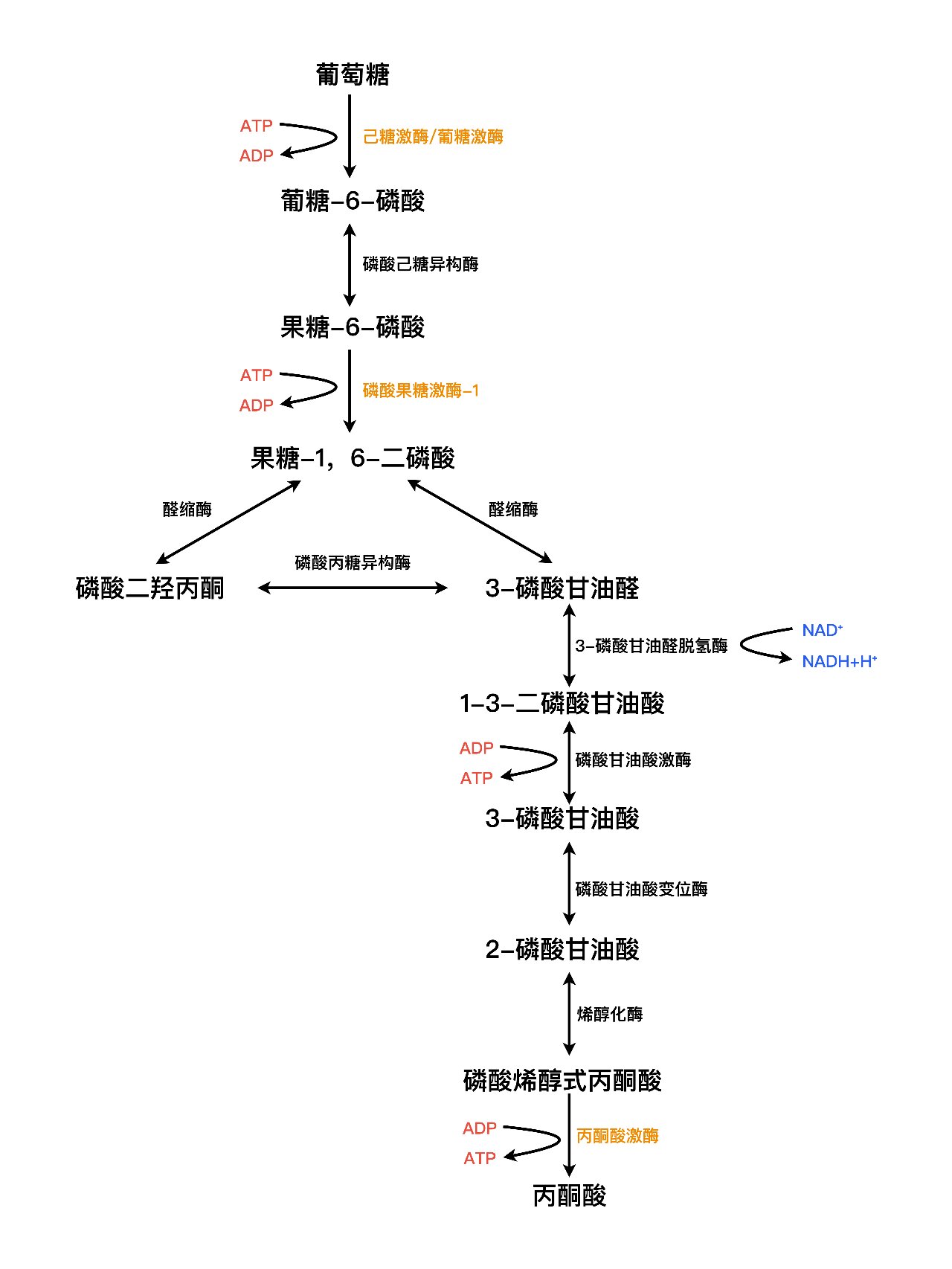 糖代谢过程图片