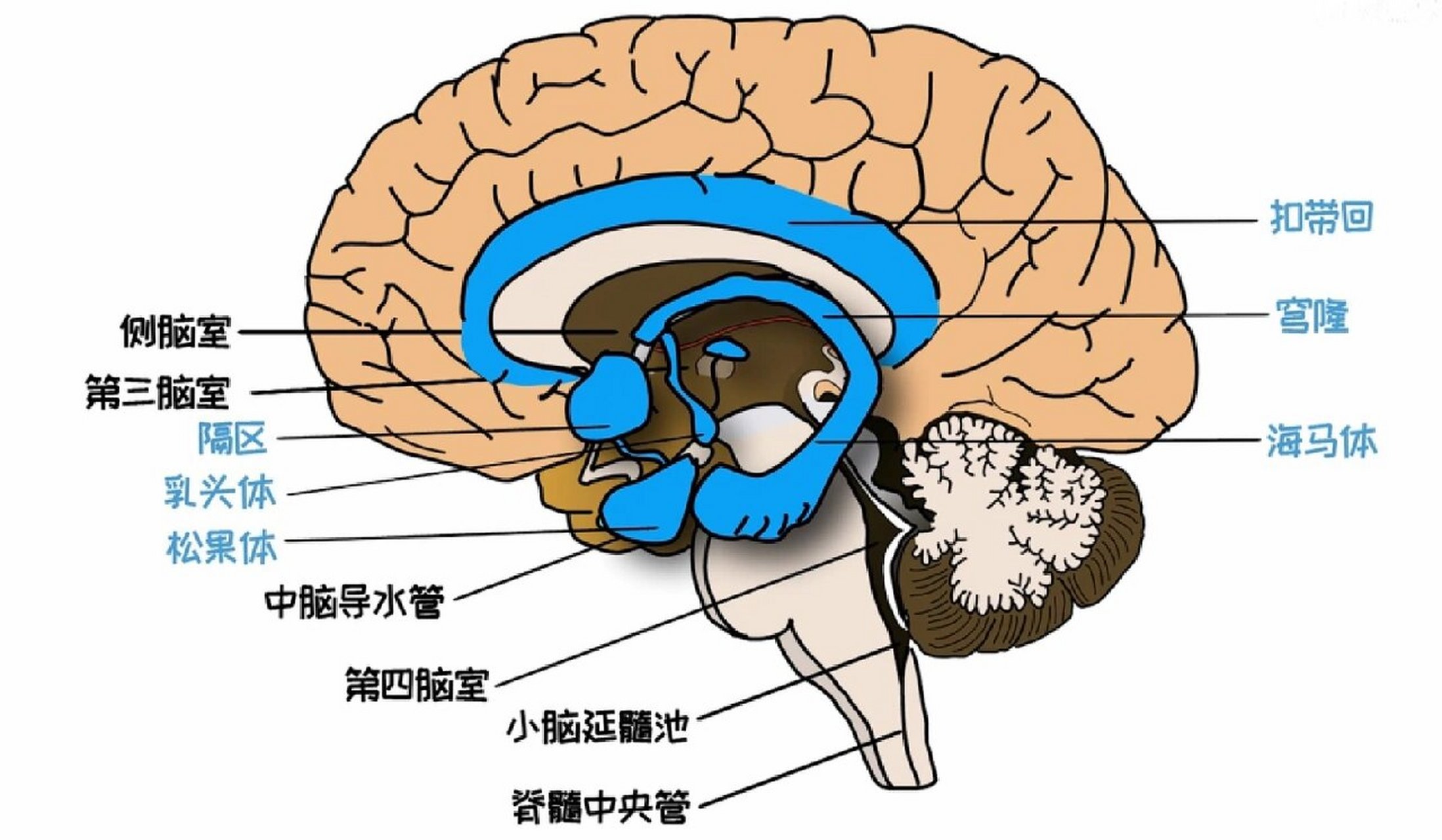 大脑的解剖结构PPT图片