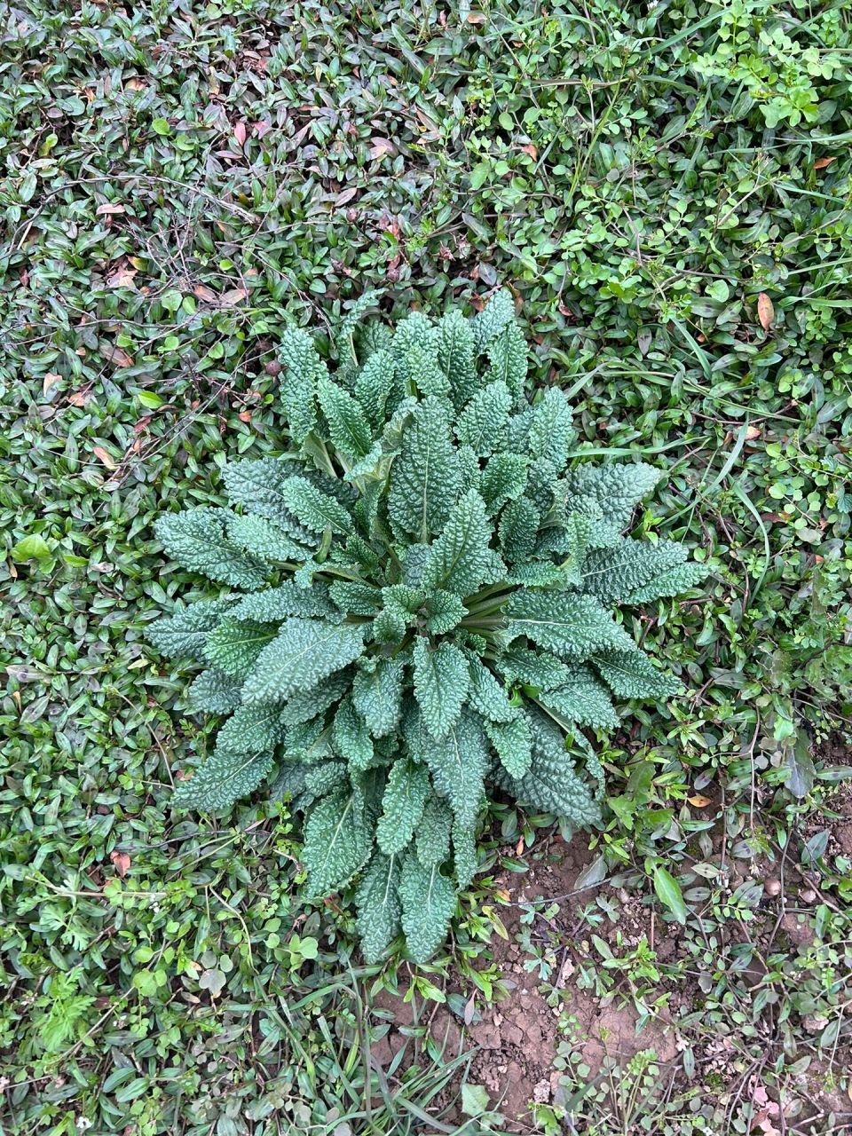 蛤蟆菜 是蛤蟆菜吧?怎么吃啊?