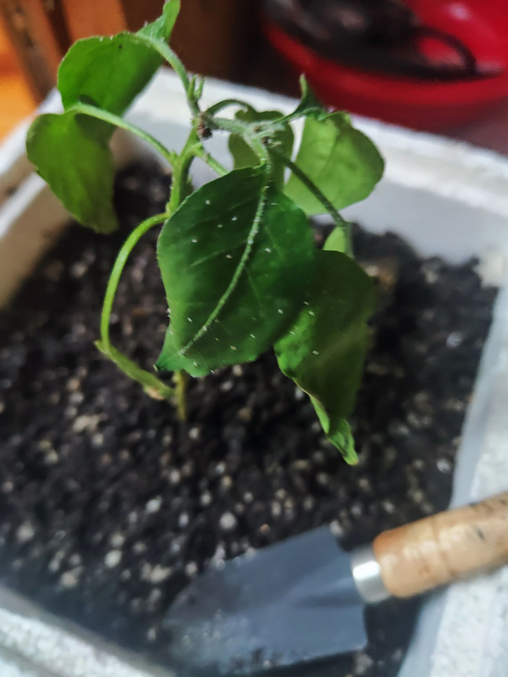 辣椒叶子长了好多白点点 辣椒叶子萎了,上面长了好多白点点,菜鸟新手