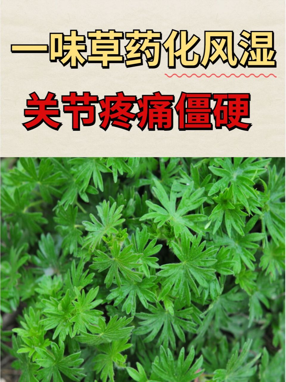 外敷治风湿的草药图片图片