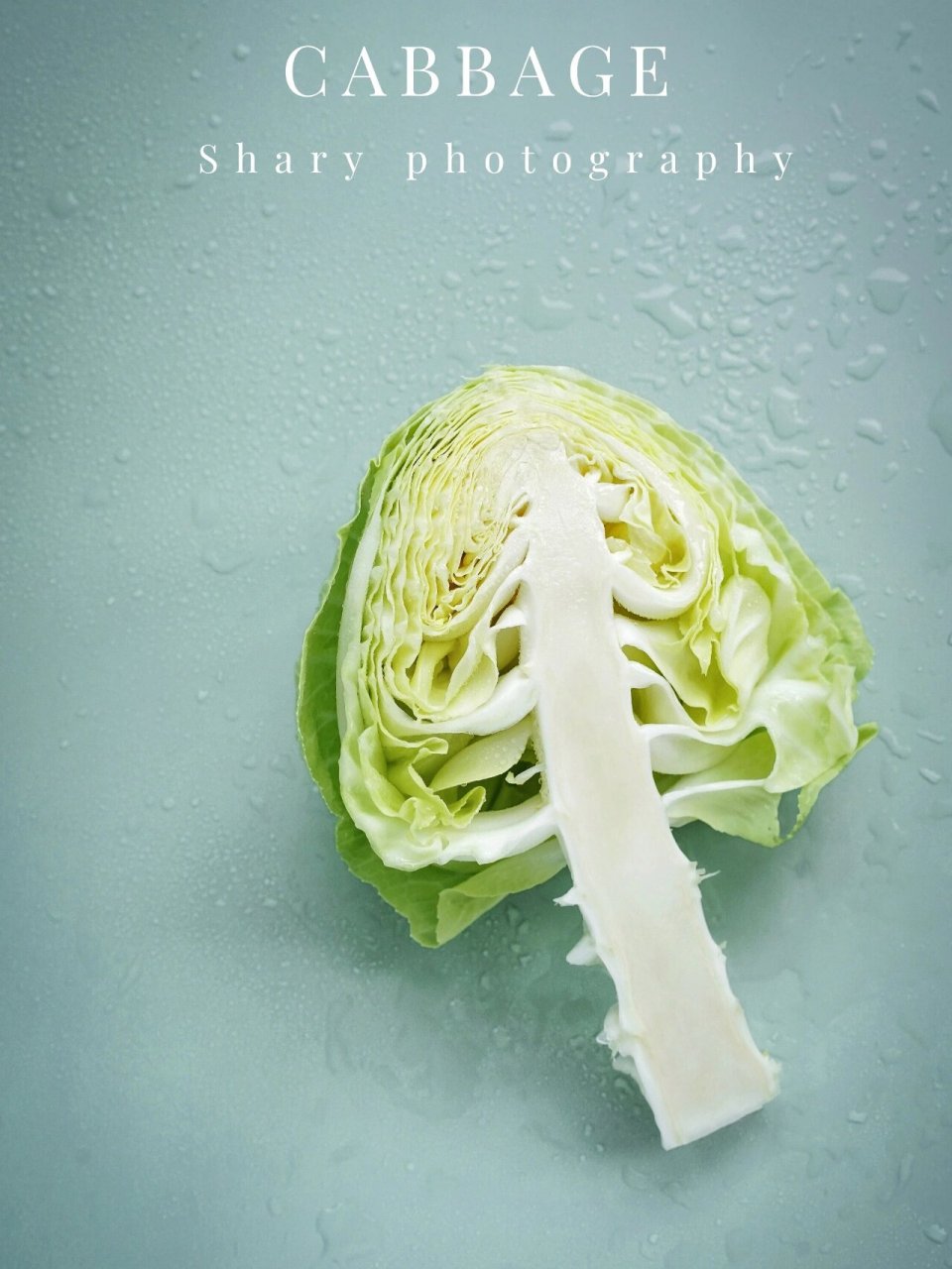 静物摄影|可爱的包菜 老爸买回来一颗像萝卜头儿一样的包包菜,让我