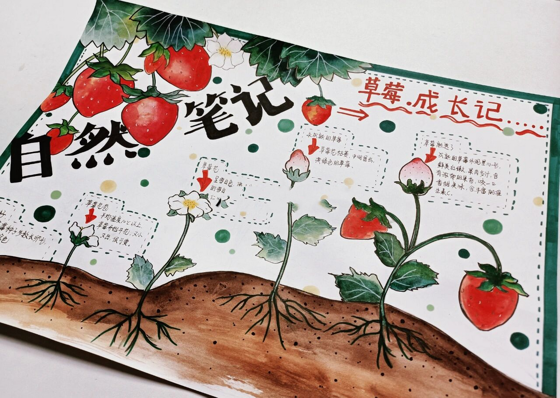 自然笔记,草莓成长记——小学生手抄报 学生作业78