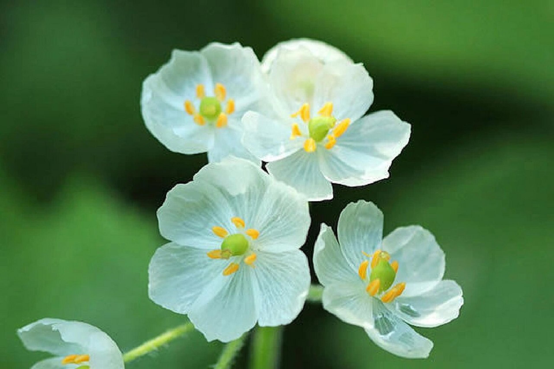 骷髅花 花花图片