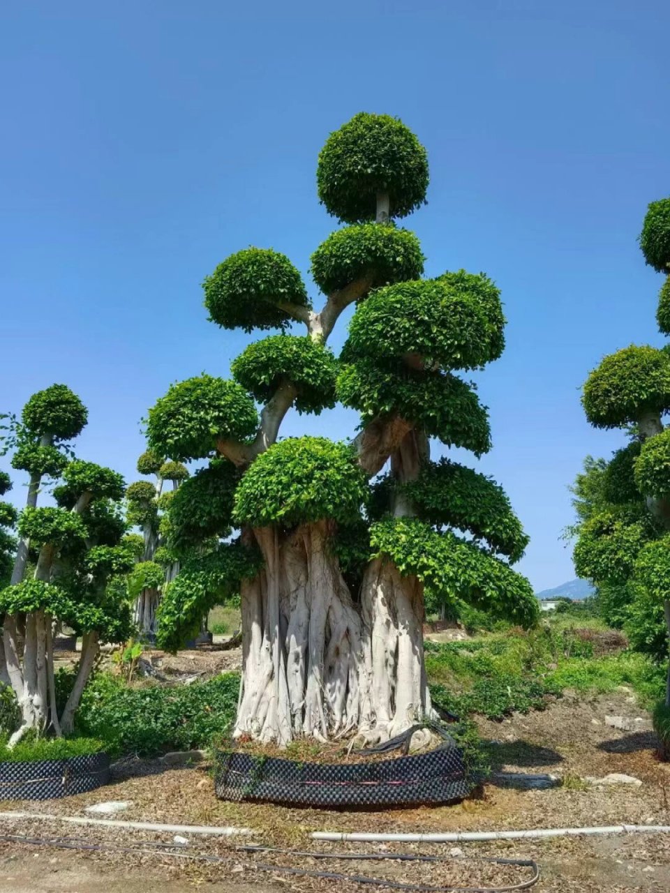 造型小叶榕(金钱榕),基地现货