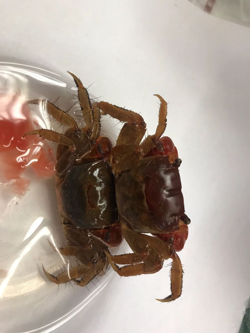 相手蟹0215 环境:珊瑚沙,潜水生物,水(没过小爪爪就可以了) 换水