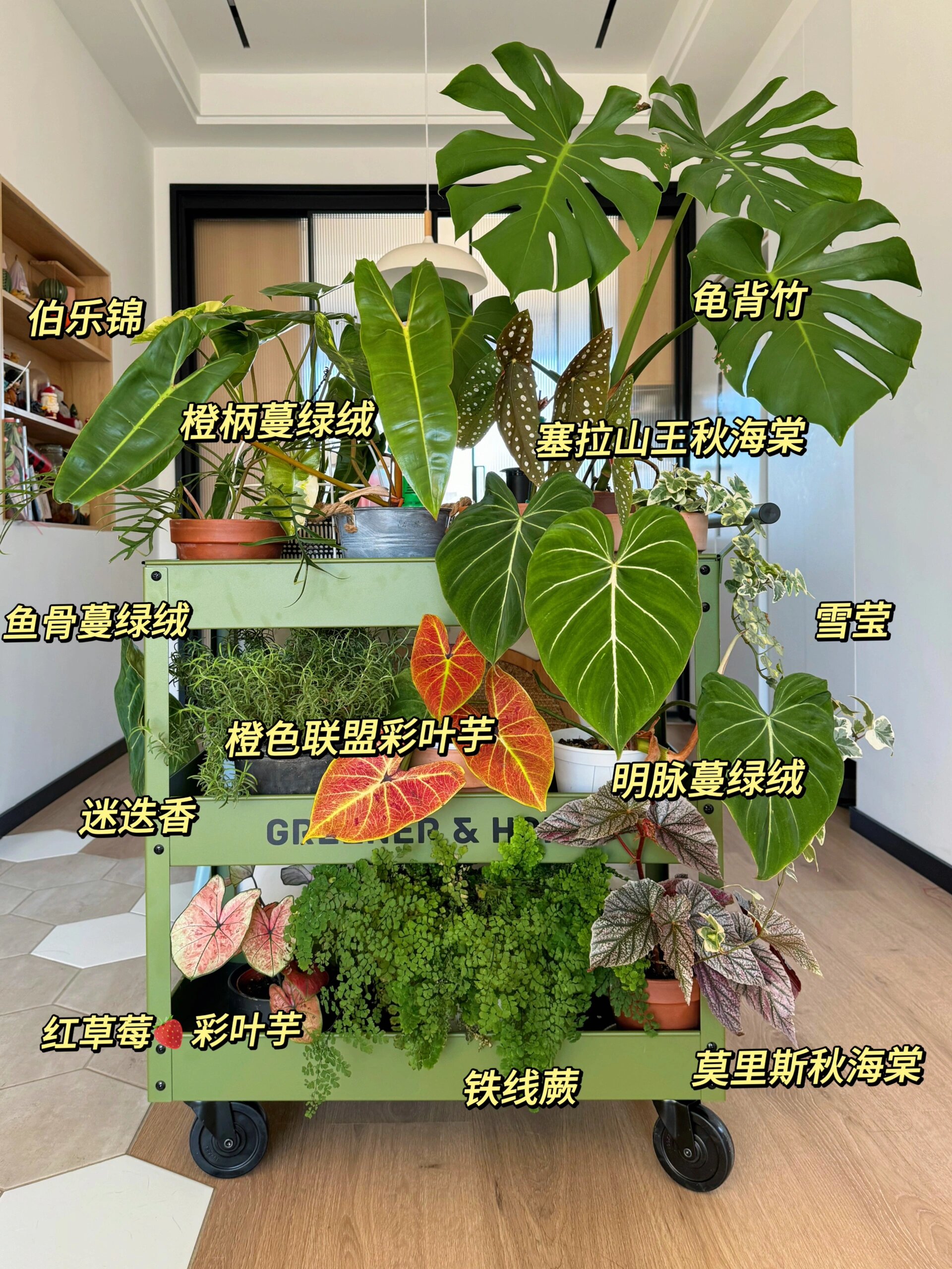 亲测好养|北方室内12种高颜值平价绿植推荐