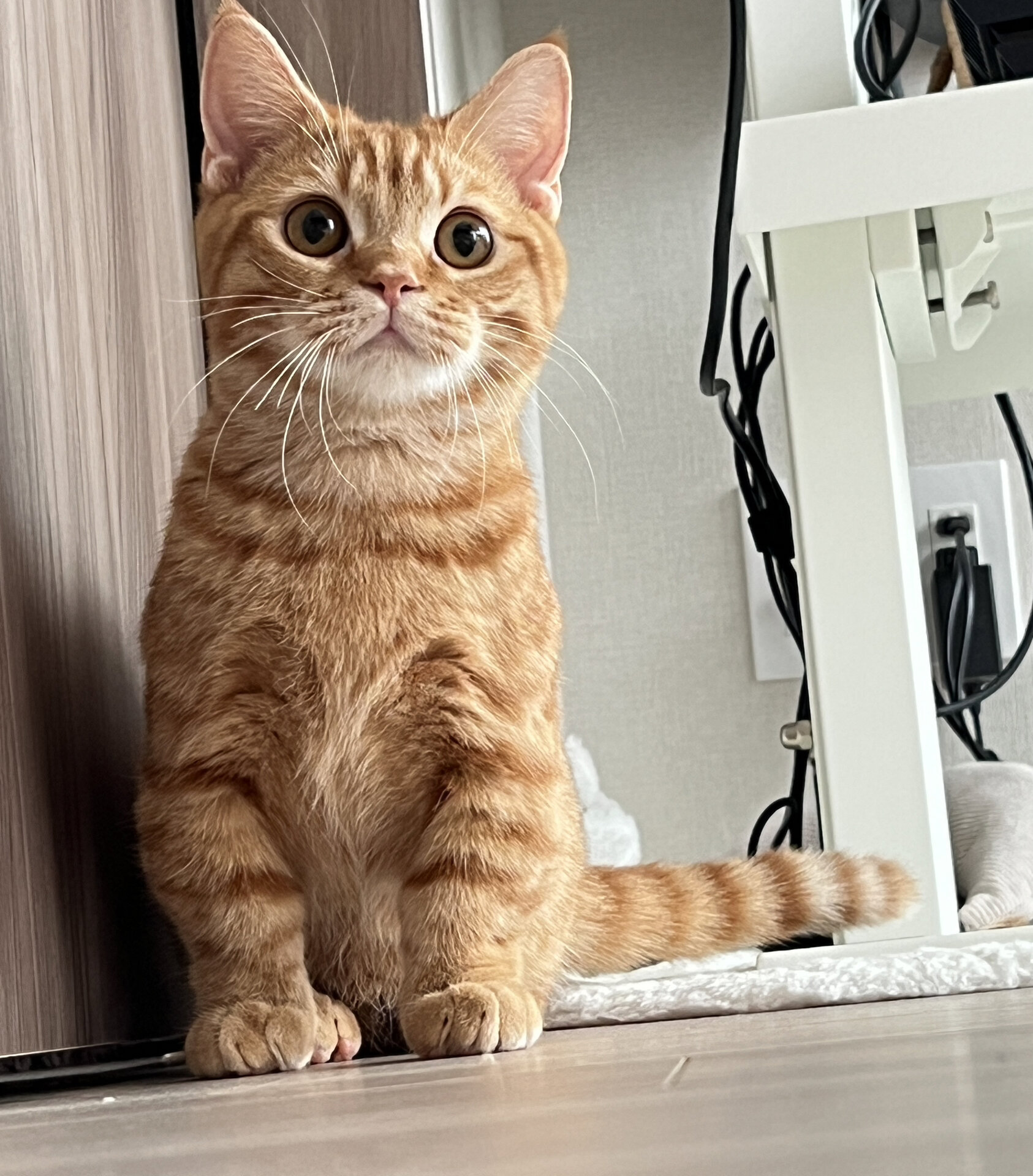 小猫咪嘴嘴怎么这么凸呀