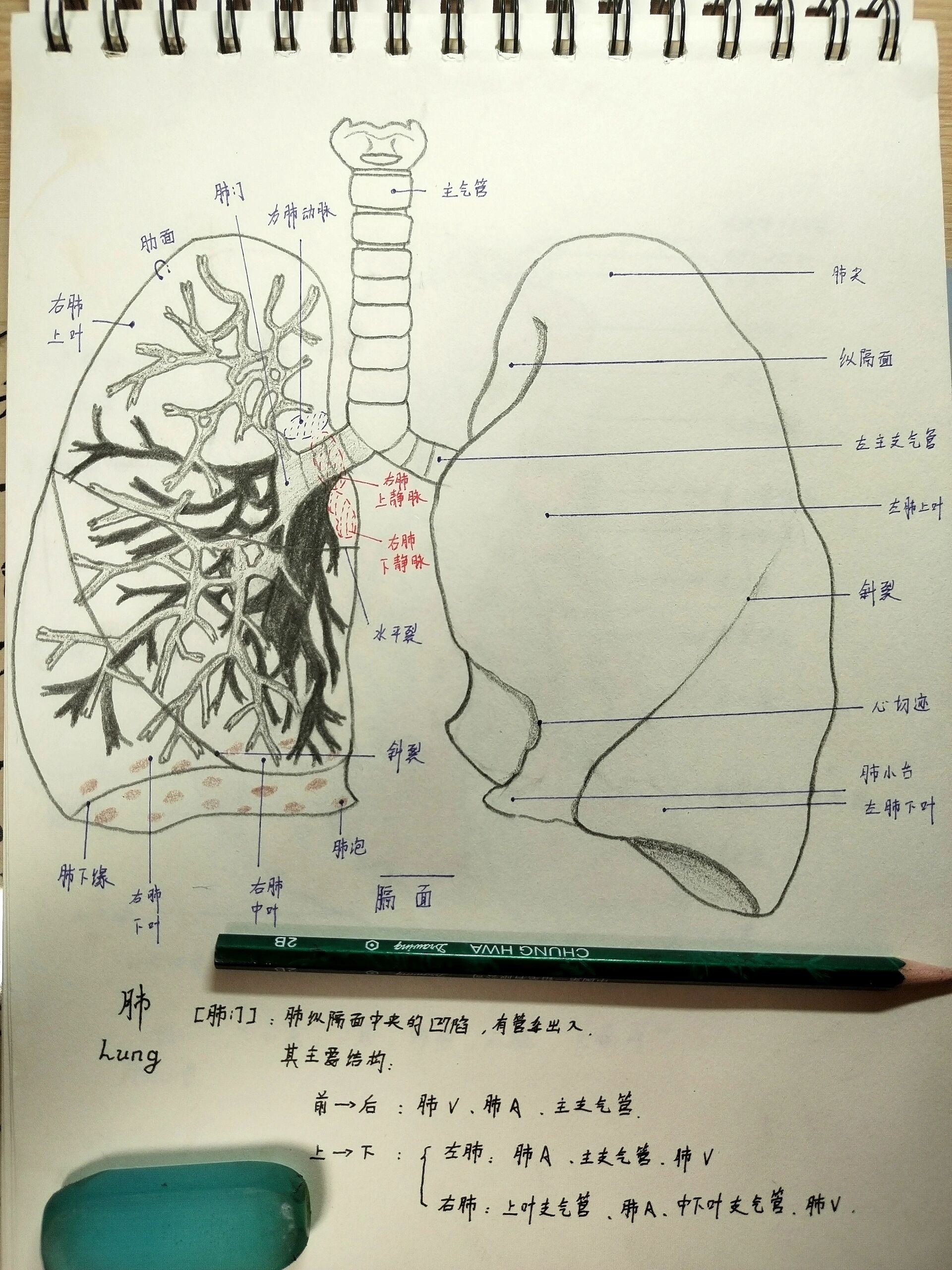 🌬肺(lung)手绘图解