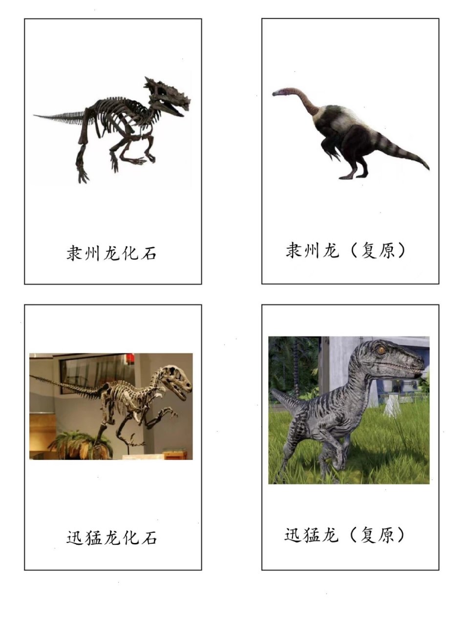 恐龙化石与复原图三段卡 78完整版20多页可直接打印使用