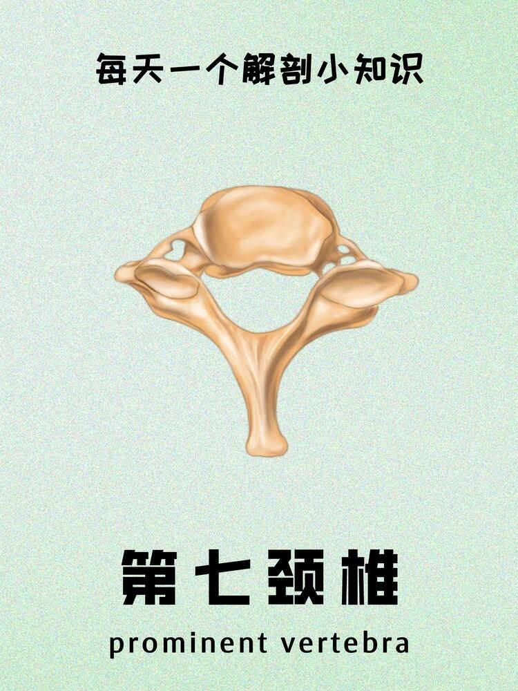 c7(隆椎) 隆椎的椎体较小,椎孔较大,呈三角形,有较长的棘突,末端不