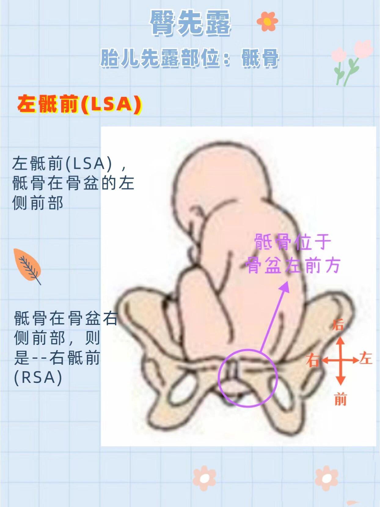 颏左前位图片