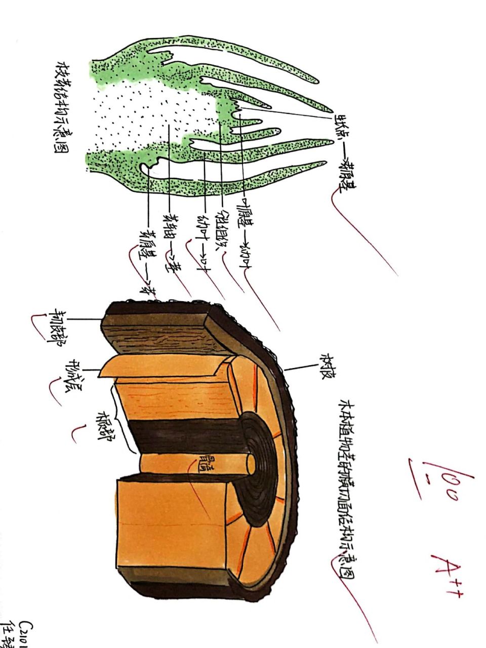枝芽的结构和木本植物茎的结构 晒晒俺滴学生的满分作业